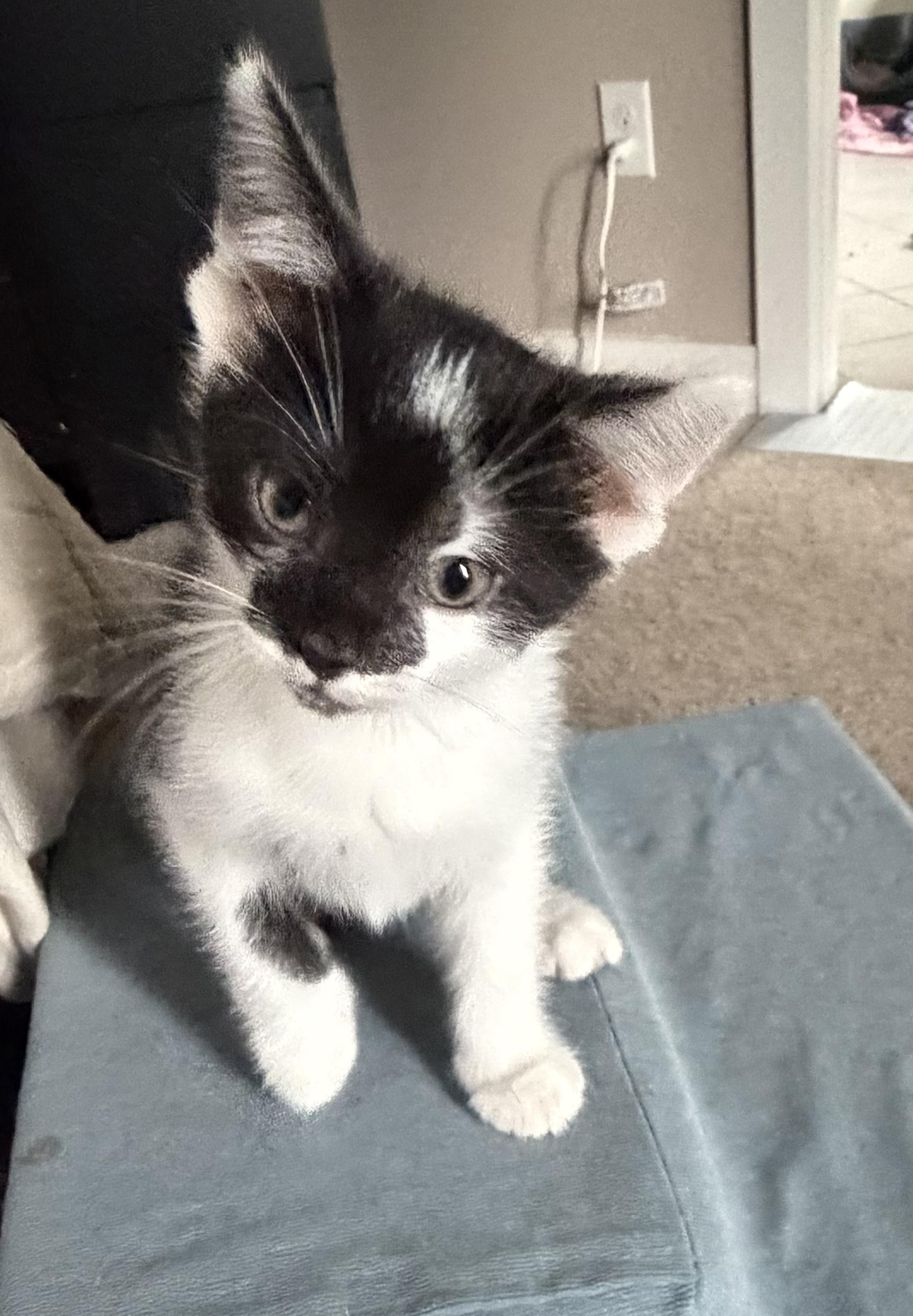 Obsidien, an adopted Domestic Short Hair in Cincinnati, OH image 2/4