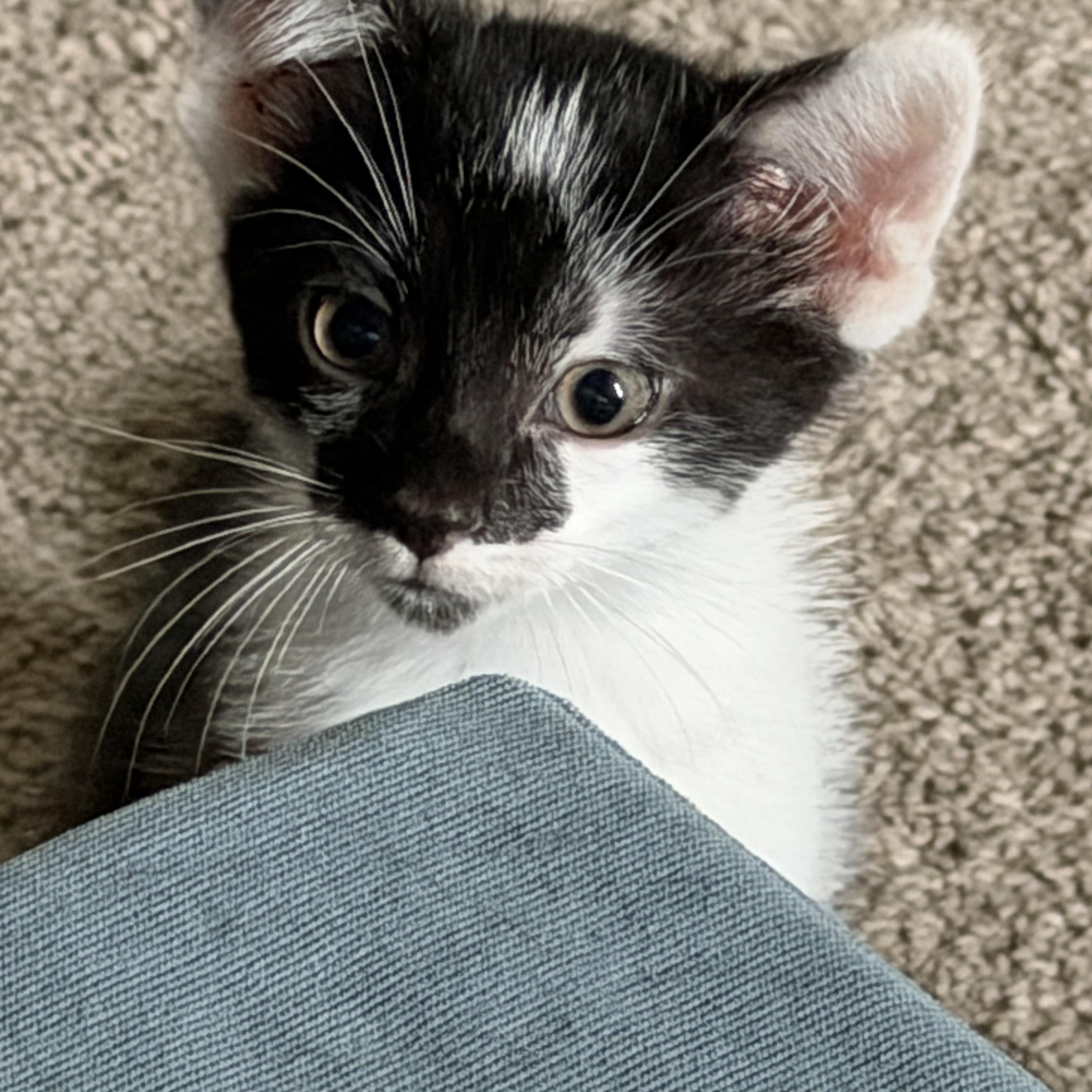 Obsidien, adopted, Kitten Female Domestic Short Hair.