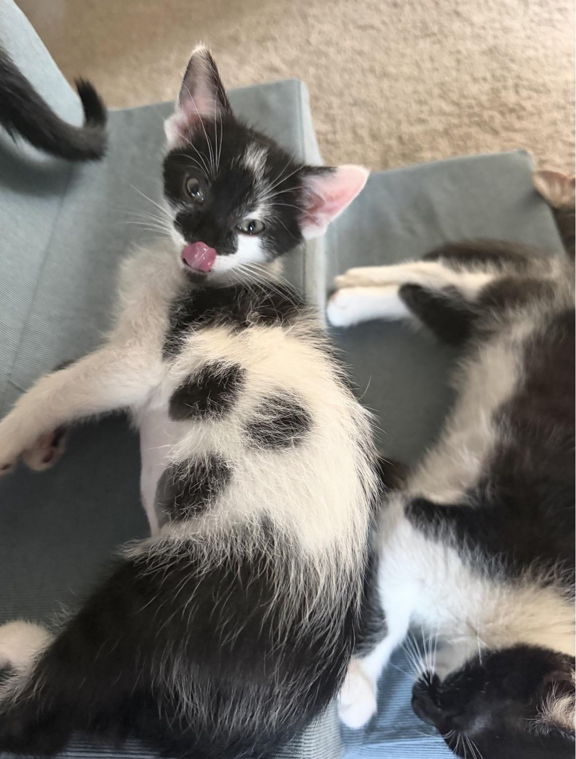 Obsidien, an adopted Domestic Short Hair in Cincinnati, OH image 4/4