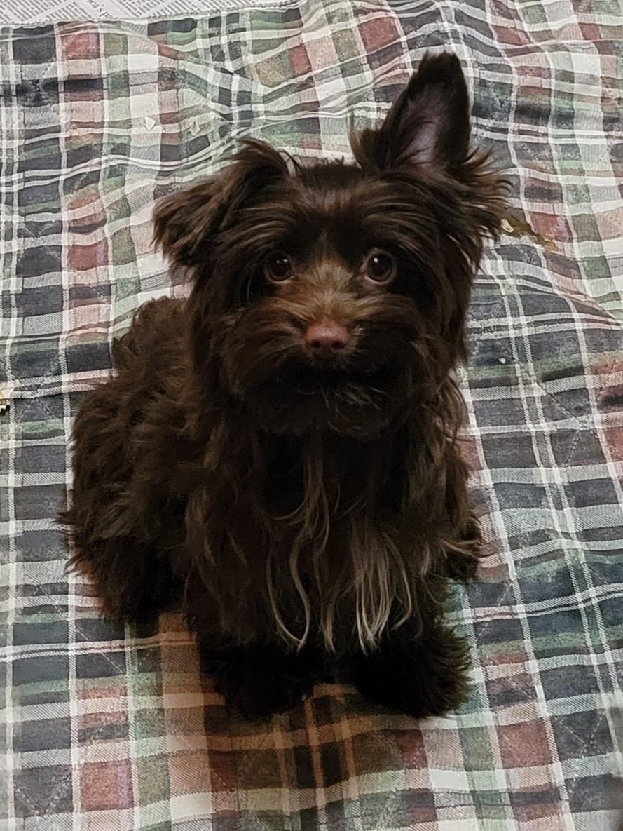 Enlarge Poppy, an adopted Yorkshire Terrier in Cambridge, MD image 1/1