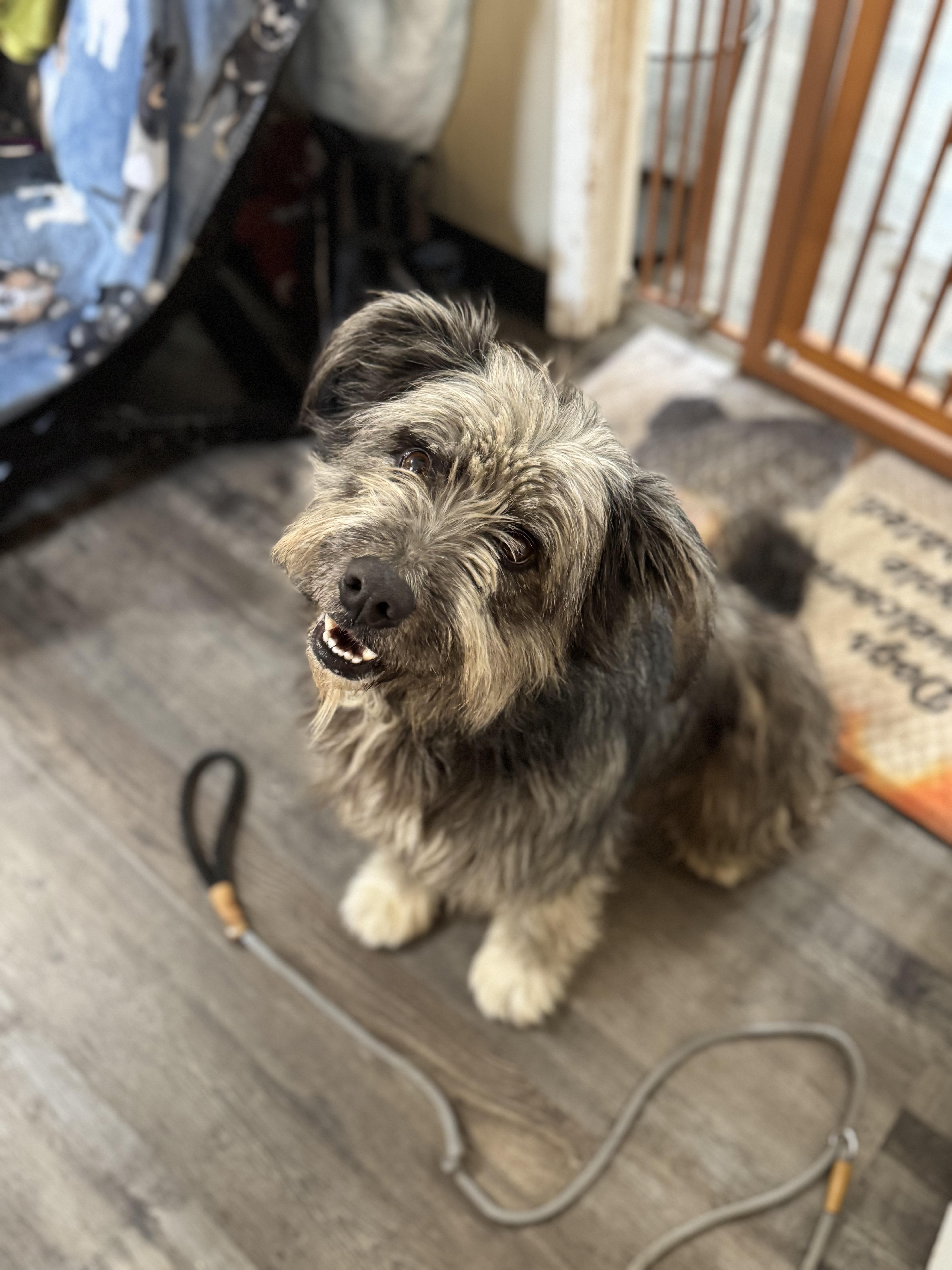 Enlarge Bear , an adopted Schnoodle in Sequatchie, TN image 3/4
