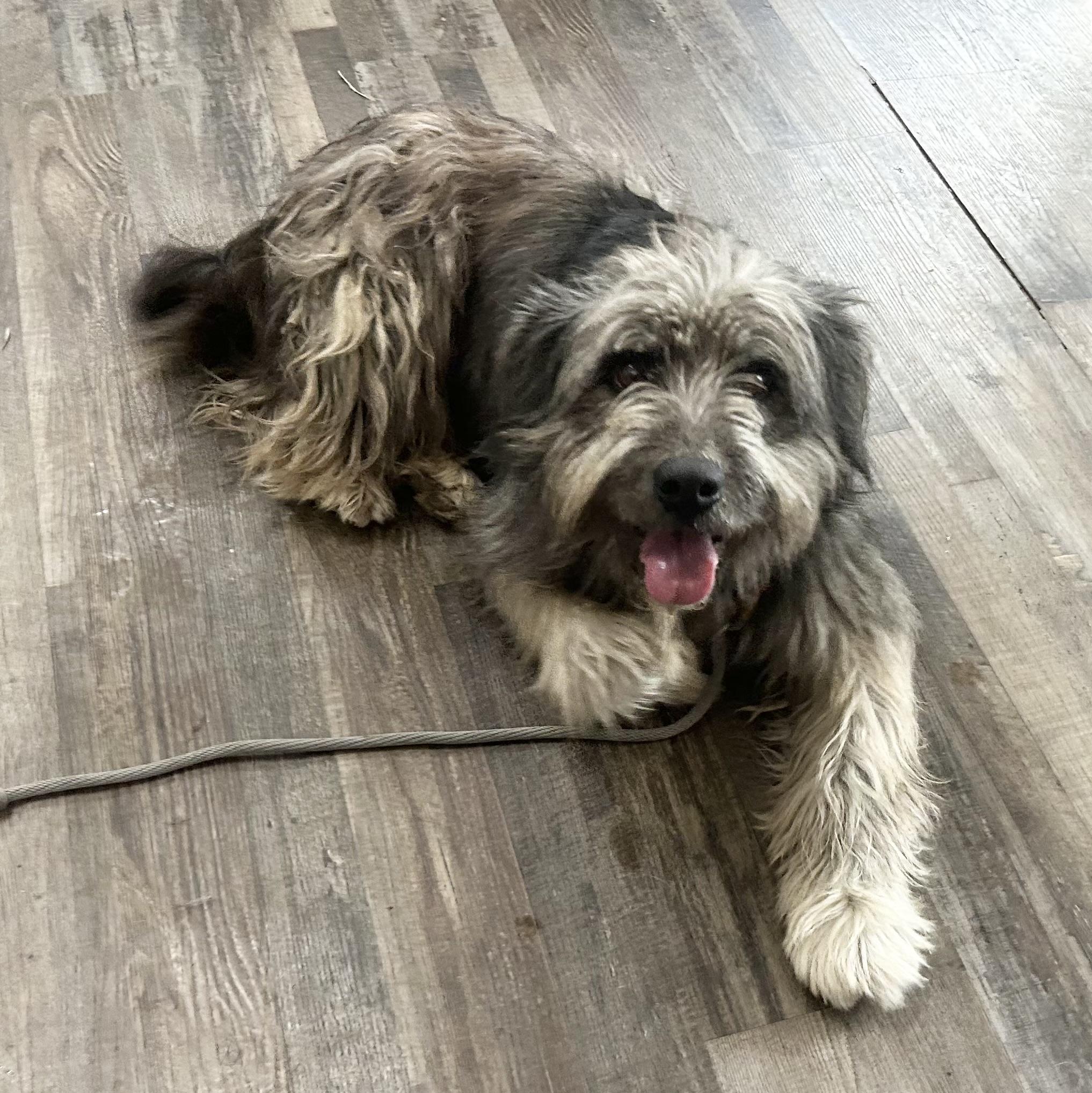 Enlarge Bear , an adopted Schnoodle in Sequatchie, TN image 2/4