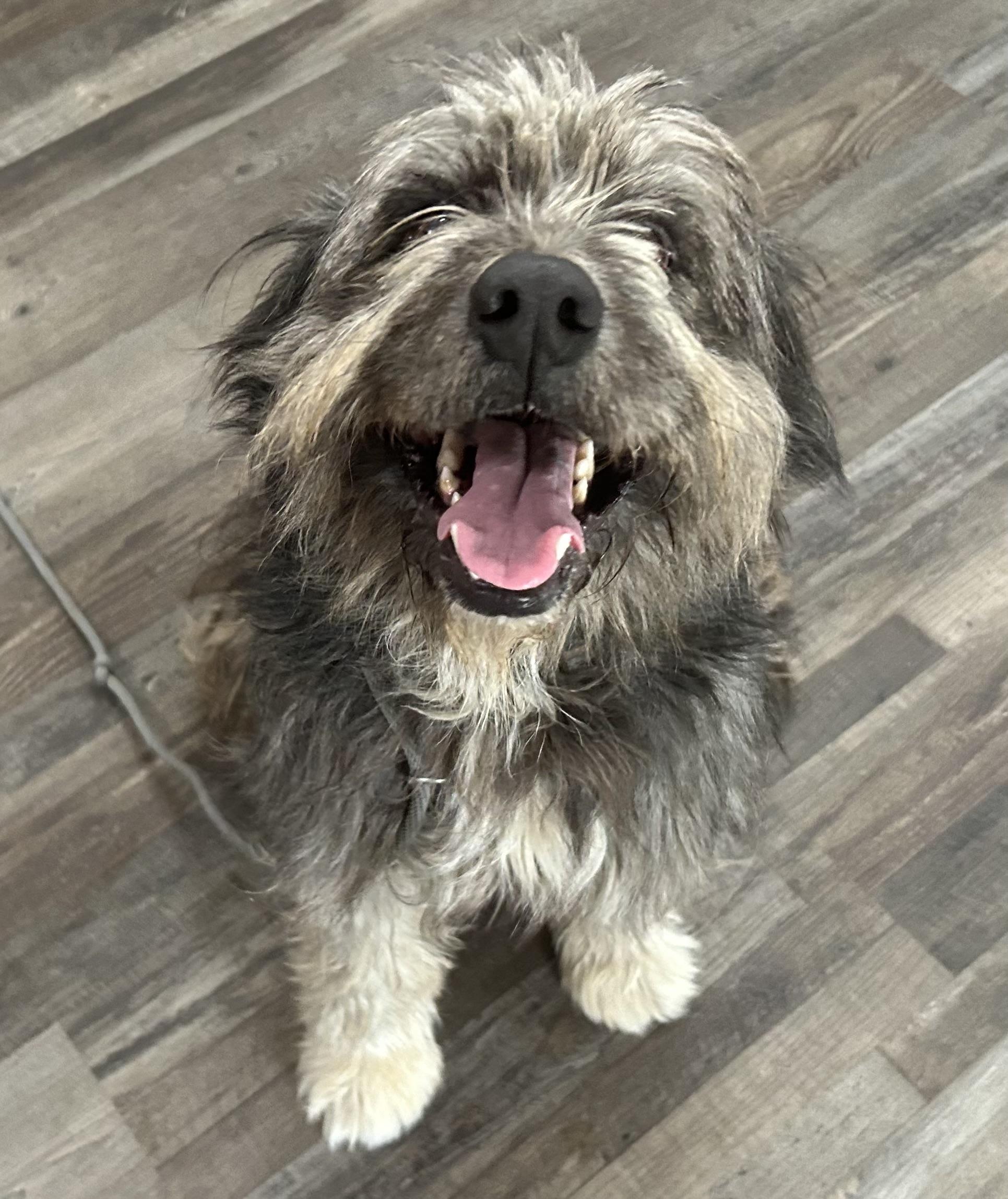 Enlarge Bear , an adopted Schnoodle in Sequatchie, TN image 4/4