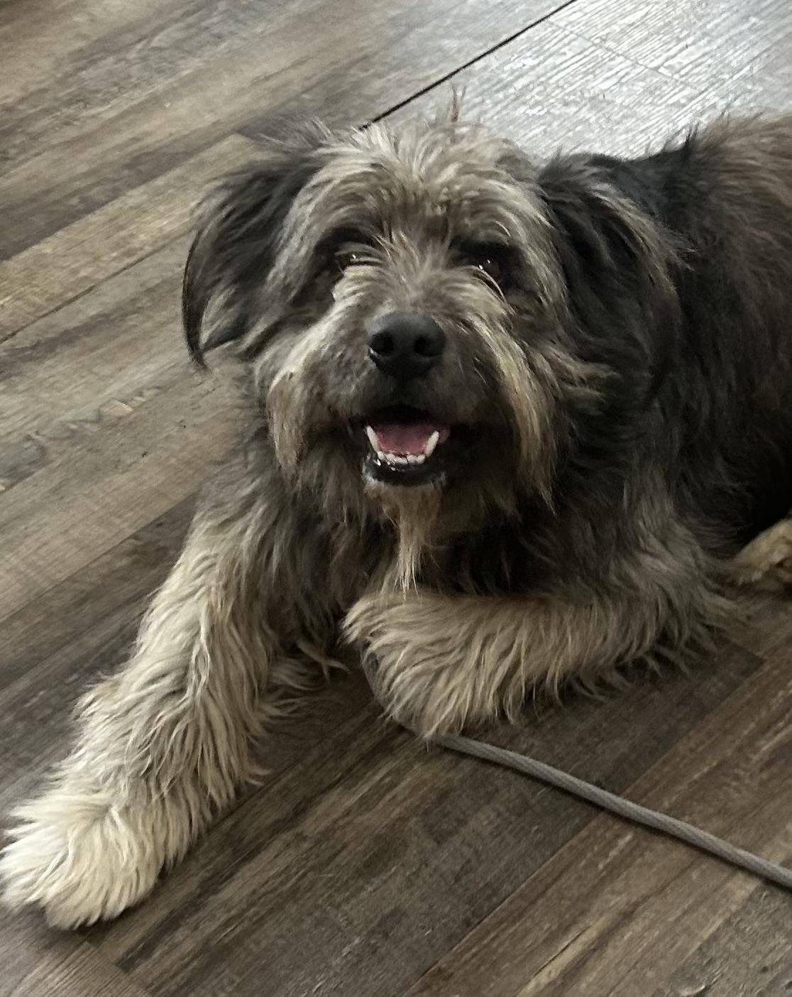 Enlarge Bear , an adopted Schnoodle in Sequatchie, TN image 1/4