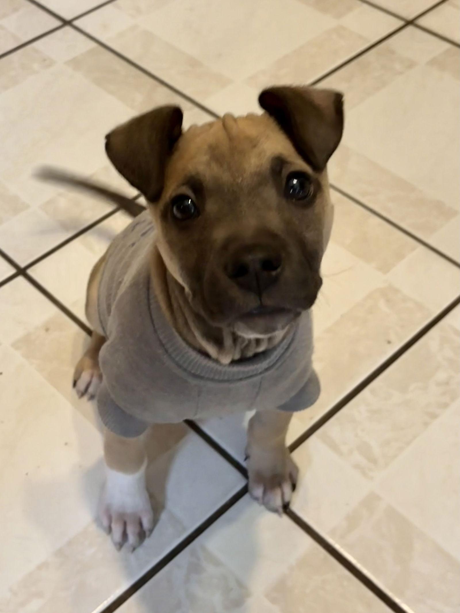 Enlarge Rolla, a Adoptable Terrier in Hillside, IL image 1/3