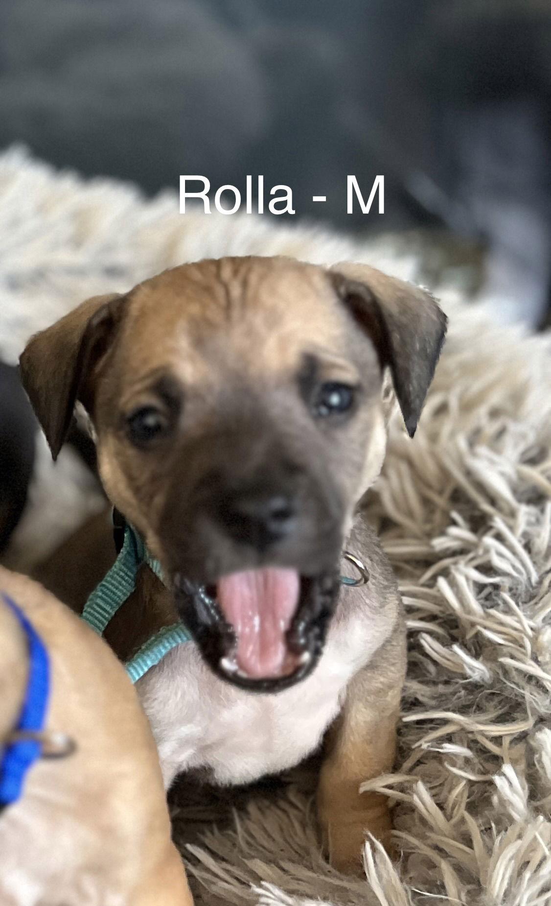 Enlarge Rolla, a Adoptable Terrier in Hillside, IL image 1/3