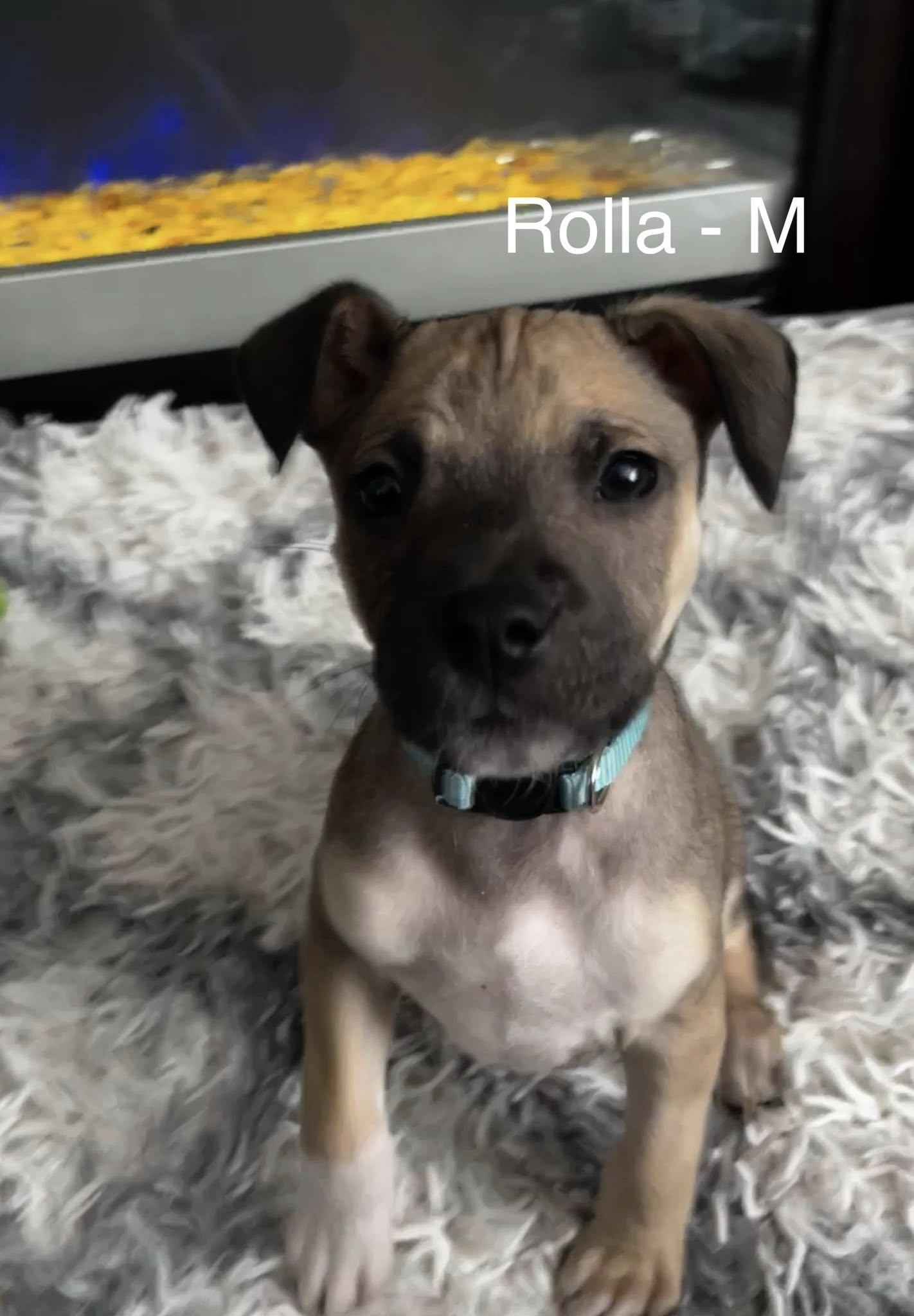 Enlarge Rolla, a Adoptable Terrier in Hillside, IL image 2/3