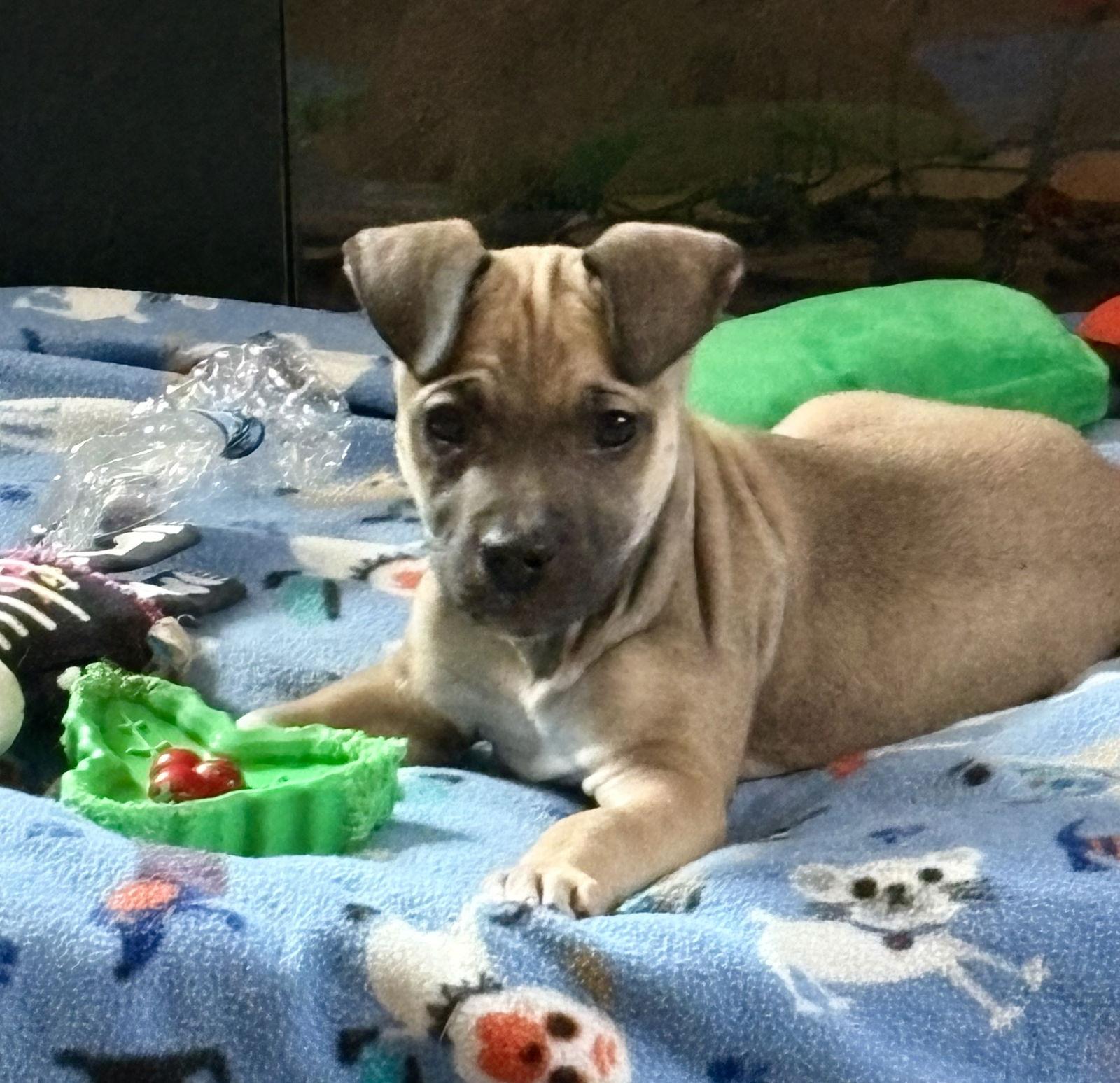 Enlarge Rolla, a Adoptable Terrier in Hillside, IL image 3/3