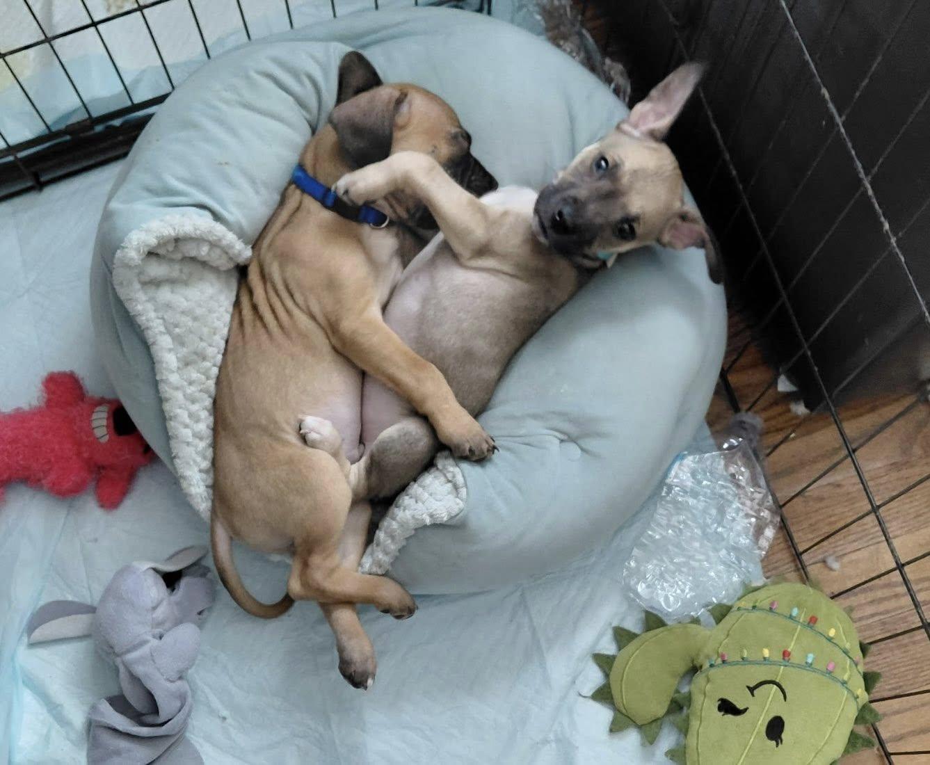 Enlarge Rolla, a Adoptable Terrier in Hillside, IL image 3/3