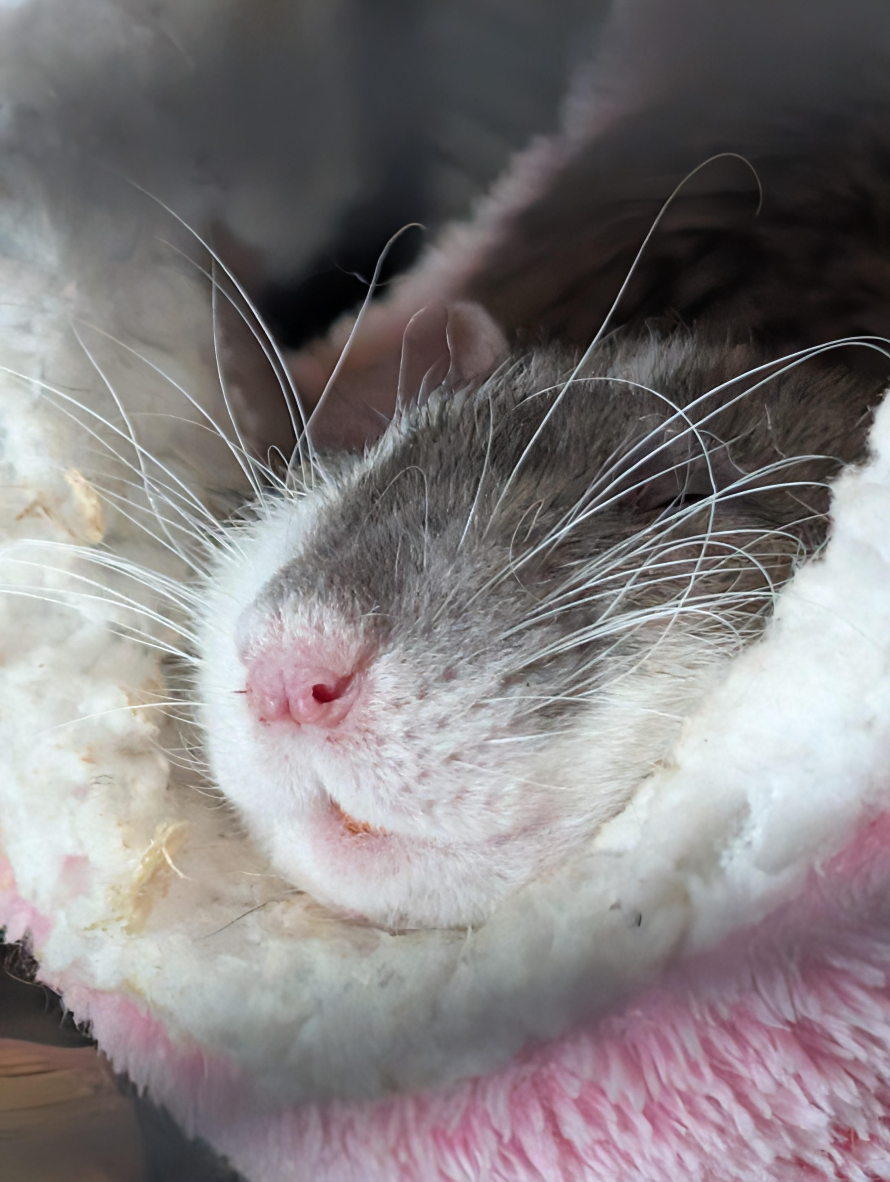 Enlarge Pepper, a ADOPTABLE Rat in Omaha, NE image 3/4