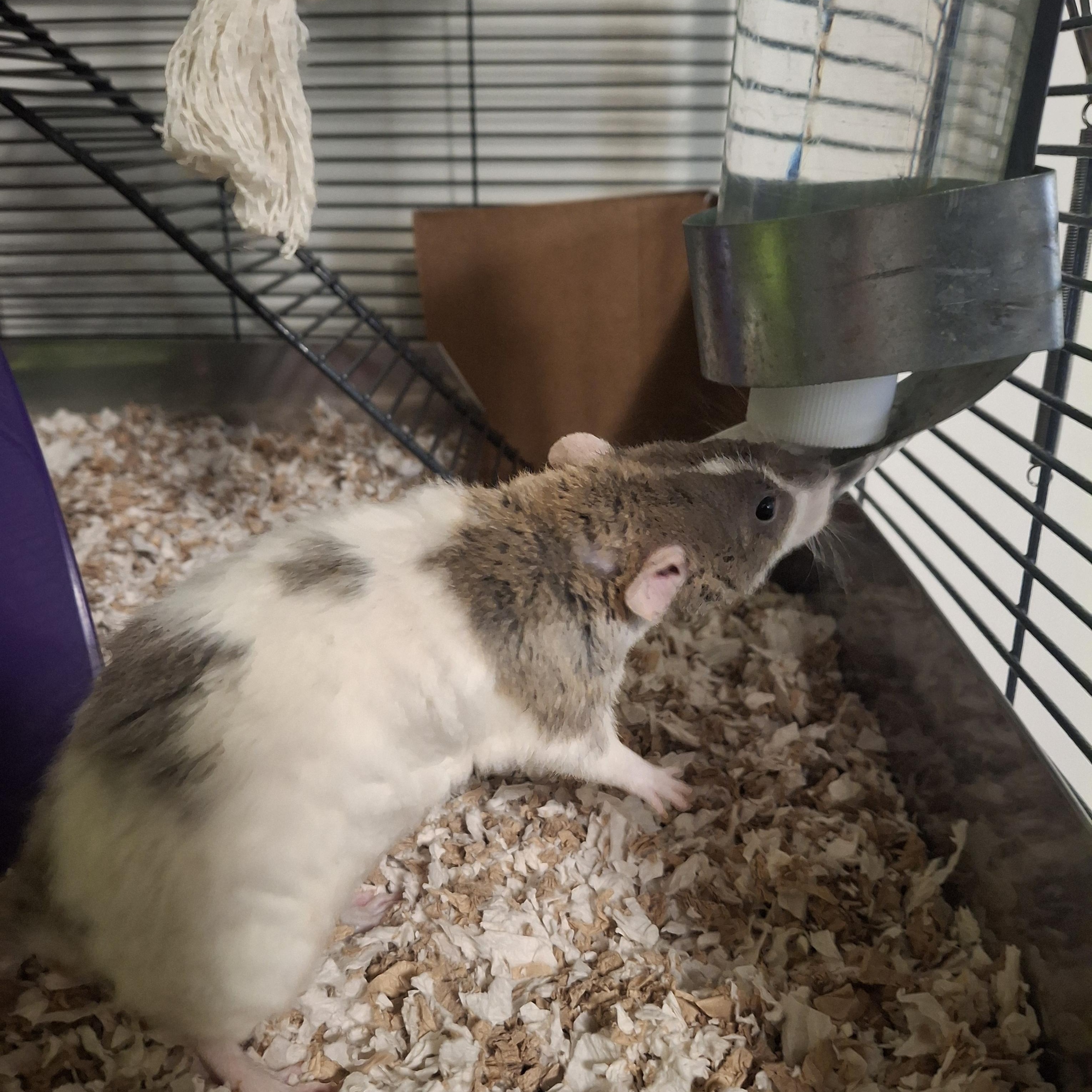 Enlarge Pepper, a ADOPTABLE Rat in Omaha, NE image 2/4