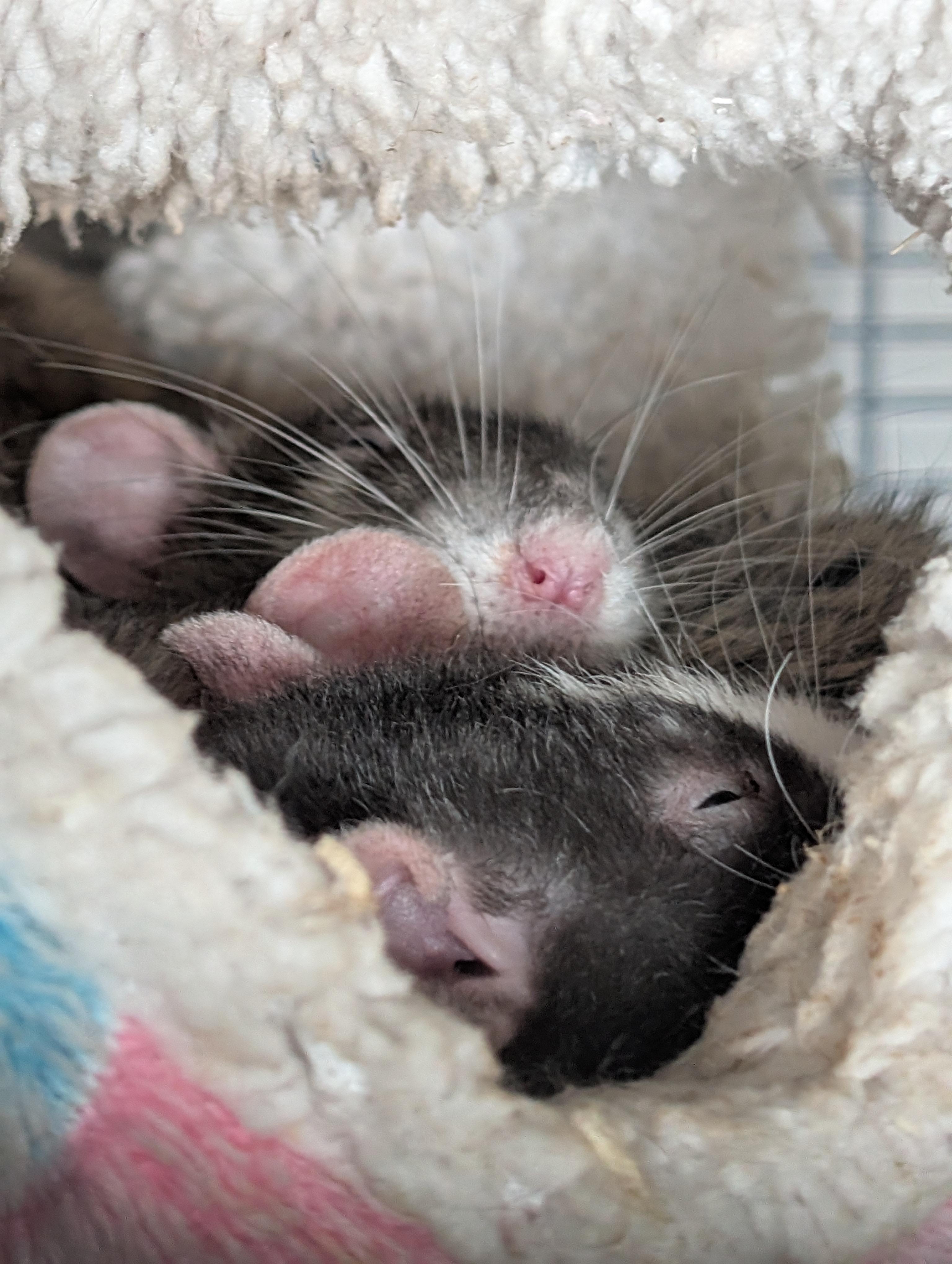 Enlarge Pepper, a ADOPTABLE Rat in Omaha, NE image 4/4
