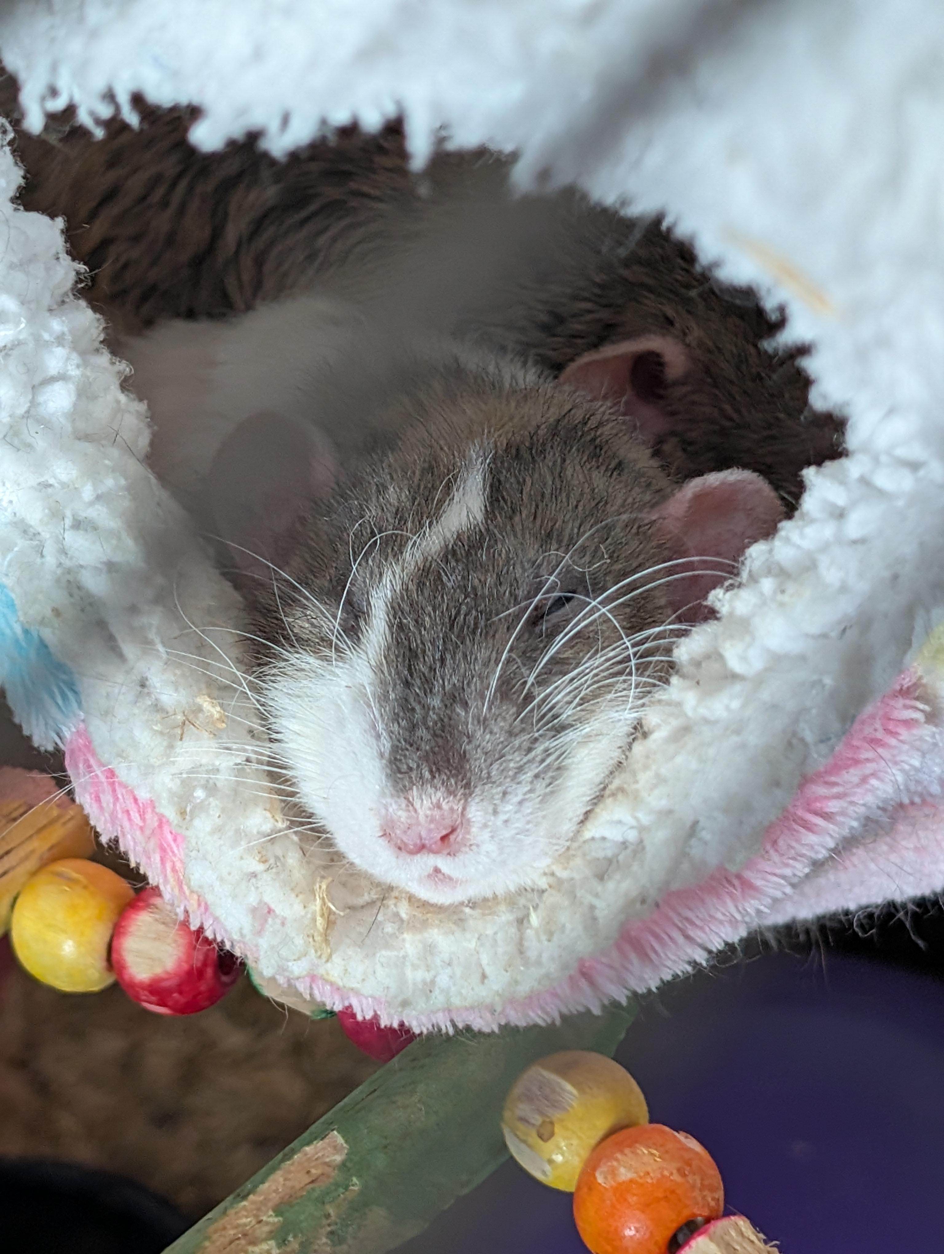 Pepper, ADOPTABLE, Adult Female Rat.