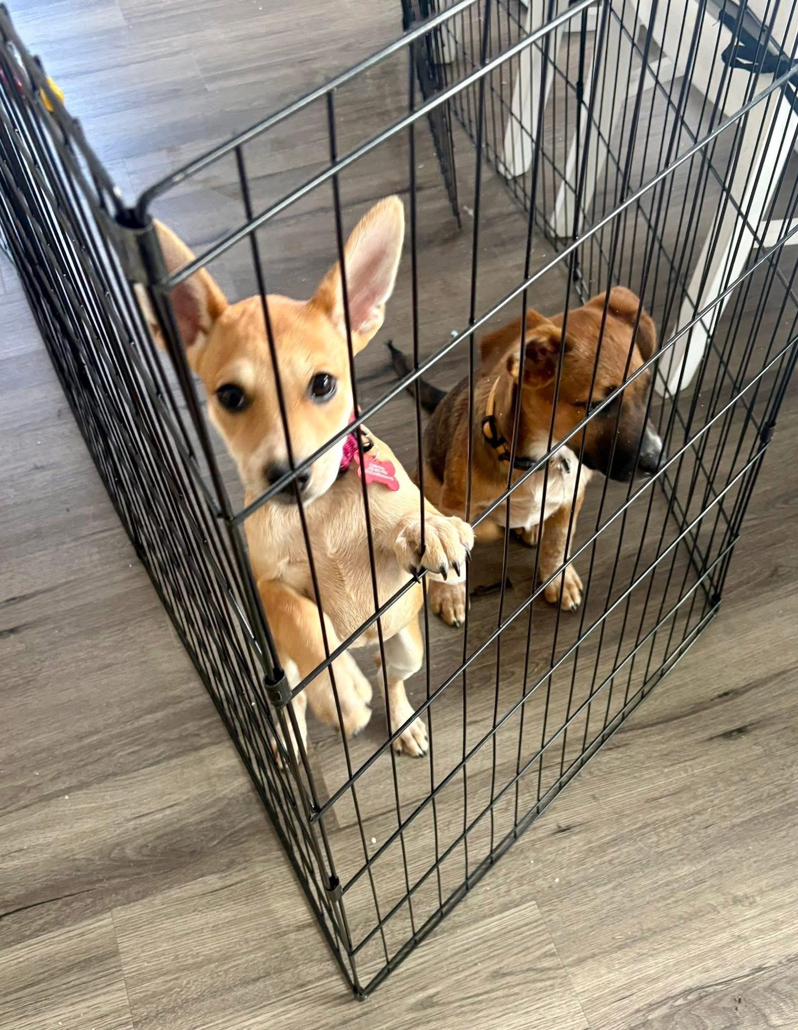 Enlarge Roo , a ADOPTABLE mixed breed in Collingswood, NJ image 2/5