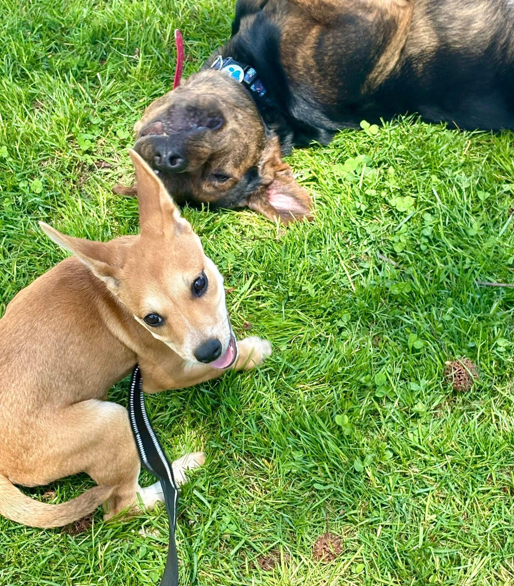 Enlarge Roo , a ADOPTABLE mixed breed in Collingswood, NJ image 5/5