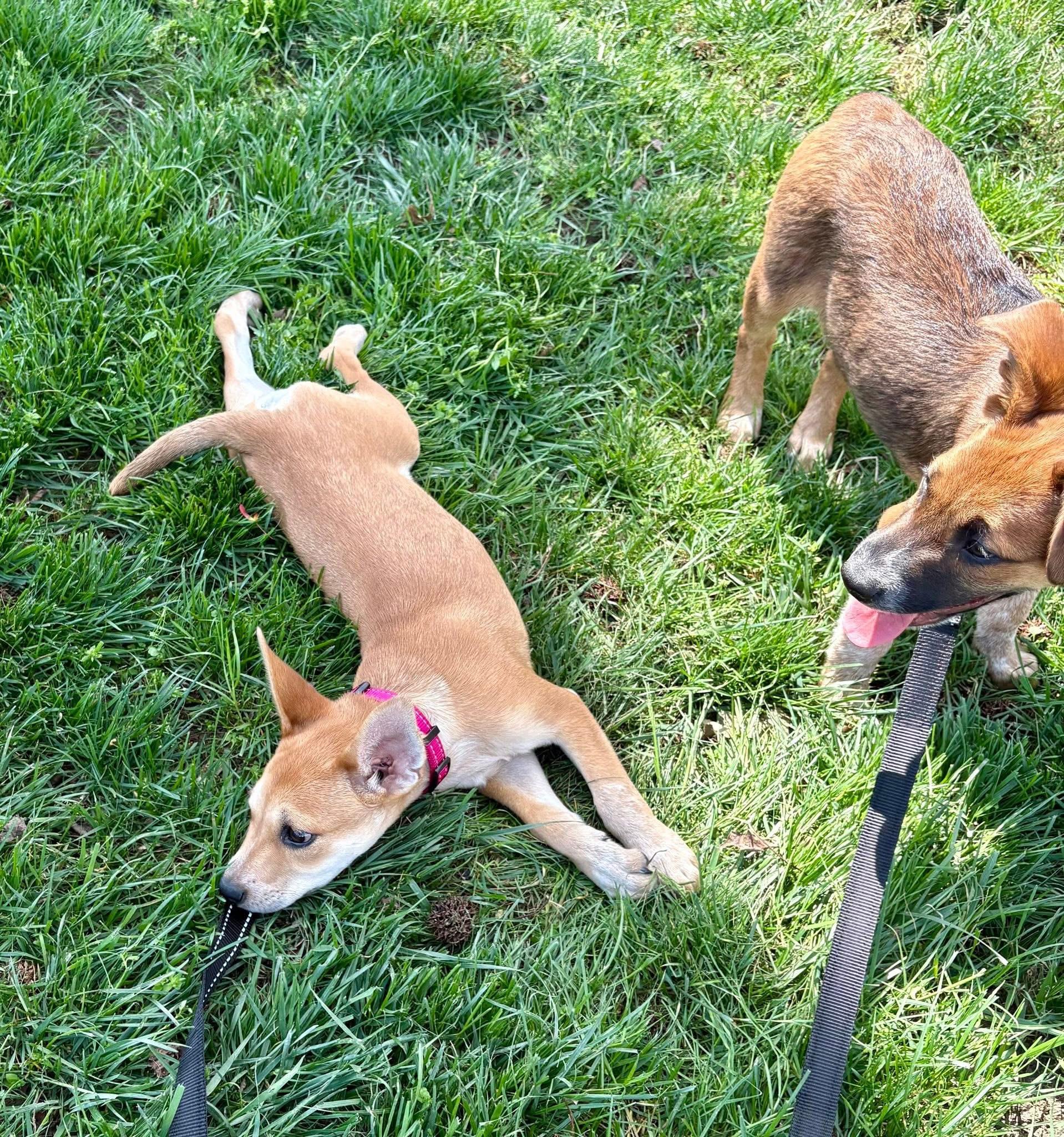 Enlarge Roo , a ADOPTABLE mixed breed in Collingswood, NJ image 4/5