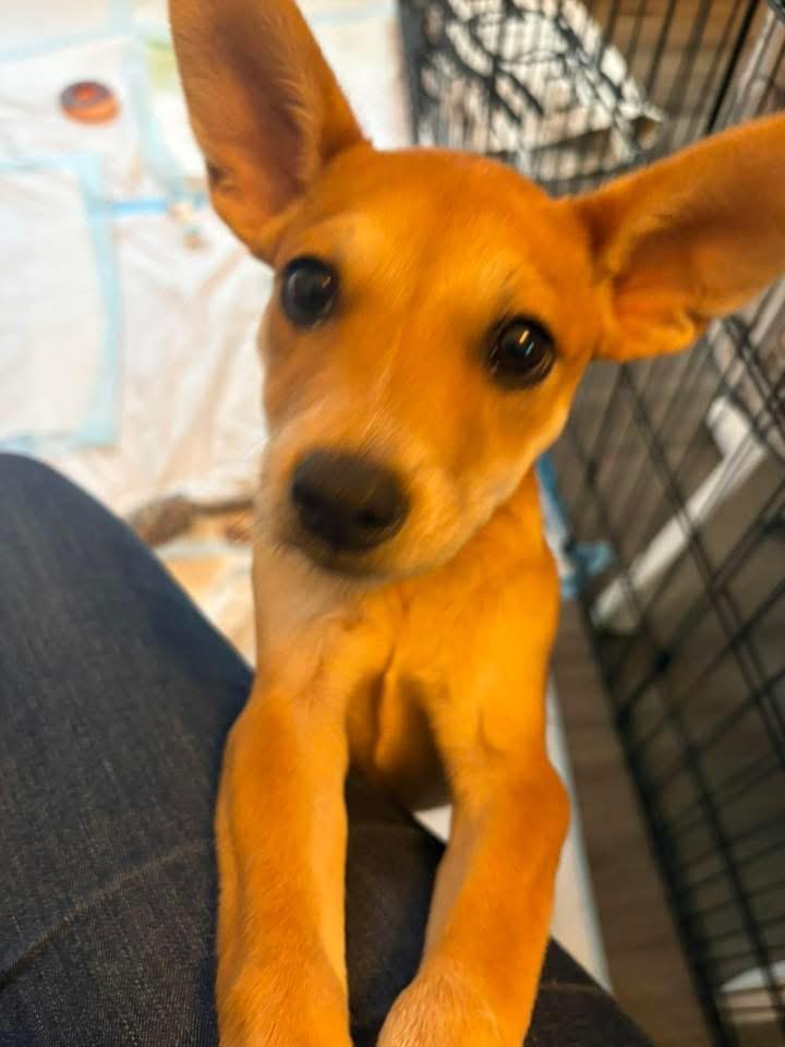 Enlarge Roo , a ADOPTABLE mixed breed in Collingswood, NJ image 1/5