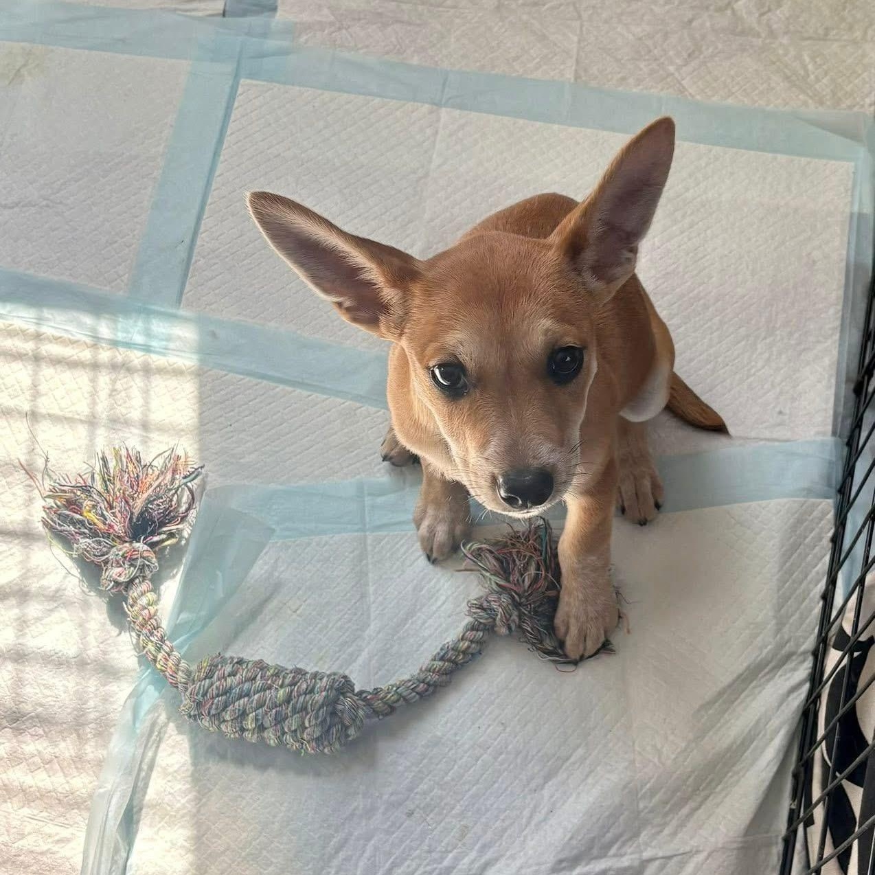 Enlarge Roo , a ADOPTABLE mixed breed in Collingswood, NJ image 3/5