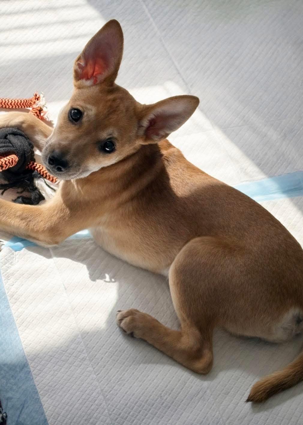 Roo , adopted, Puppy Female Terrier.