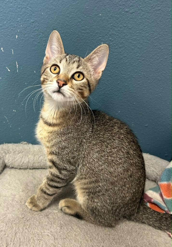 Odin, a Adoptable mixed breed in Spooner, WI image 1/2