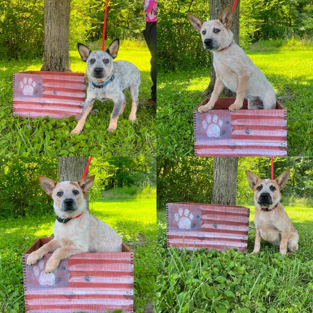 Enlarge Tigger, a Adopted Australian Cattle Dog / Blue Heeler in Murray, KY image 1/4