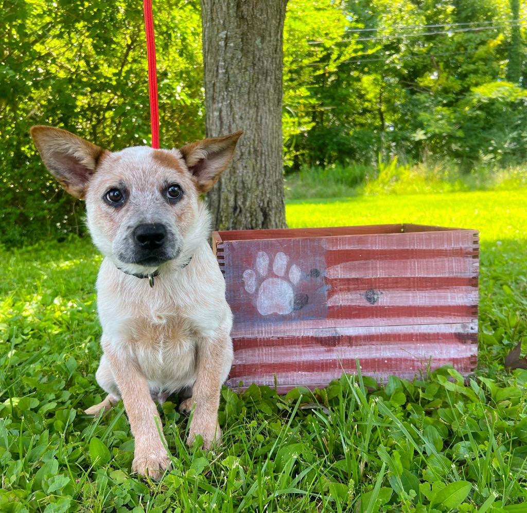 Enlarge Tigger, a Adopted Australian Cattle Dog / Blue Heeler in Murray, KY image 2/4