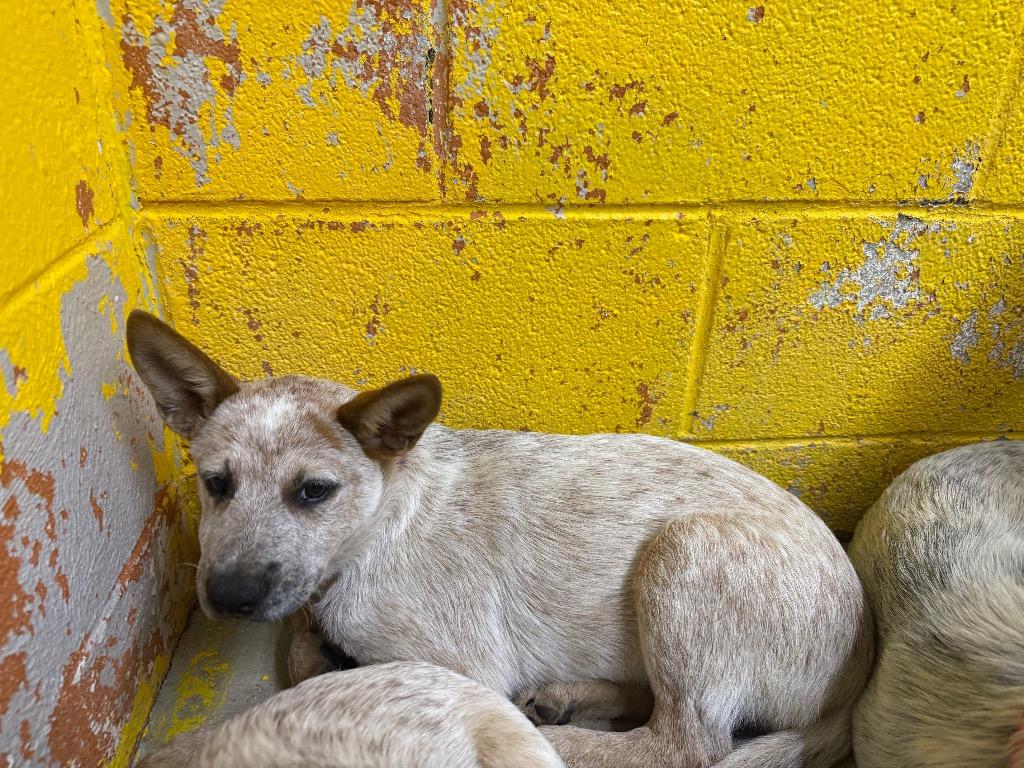 Enlarge Tigger, a Adopted Australian Cattle Dog / Blue Heeler in Murray, KY image 3/4