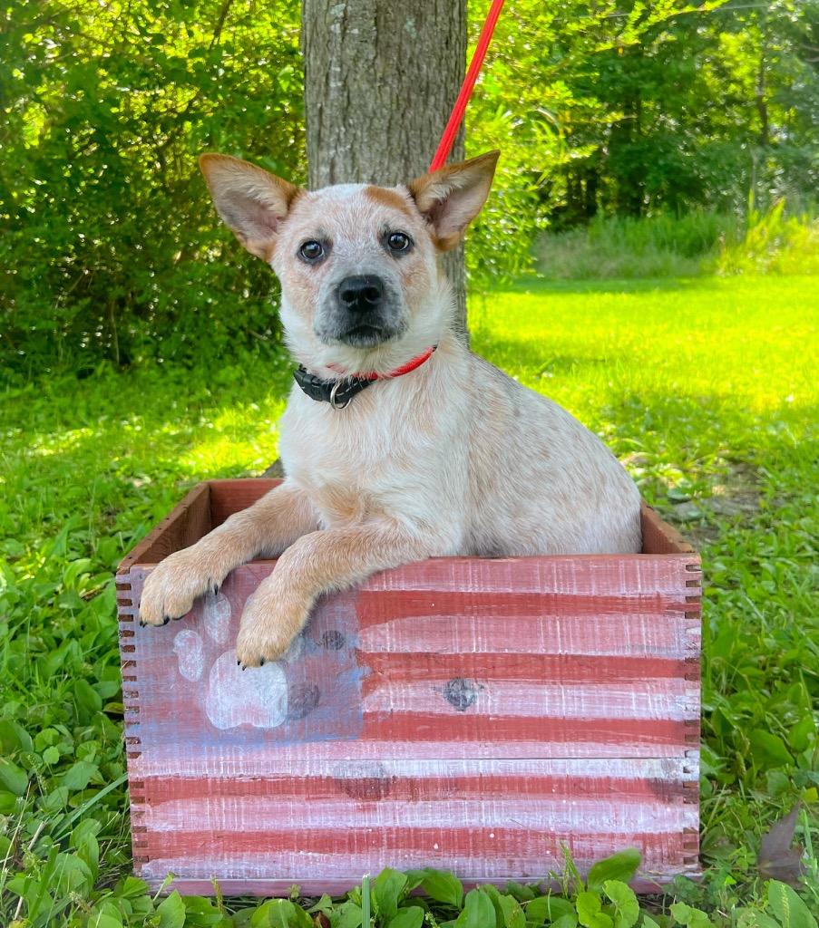 Enlarge Tigger, a Adopted Australian Cattle Dog / Blue Heeler in Murray, KY image 4/4