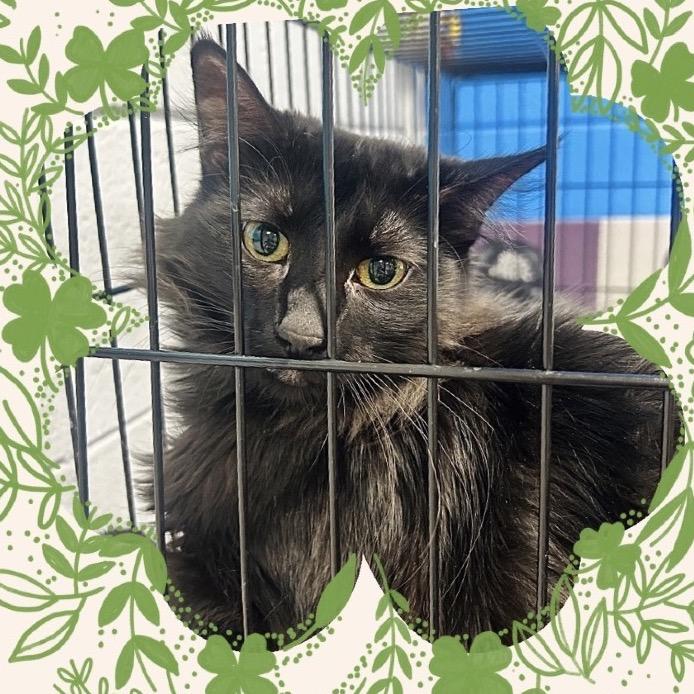 Enlarge Cadence, a Adoptable Domestic Medium Hair in Huntsville, AL image 1/2