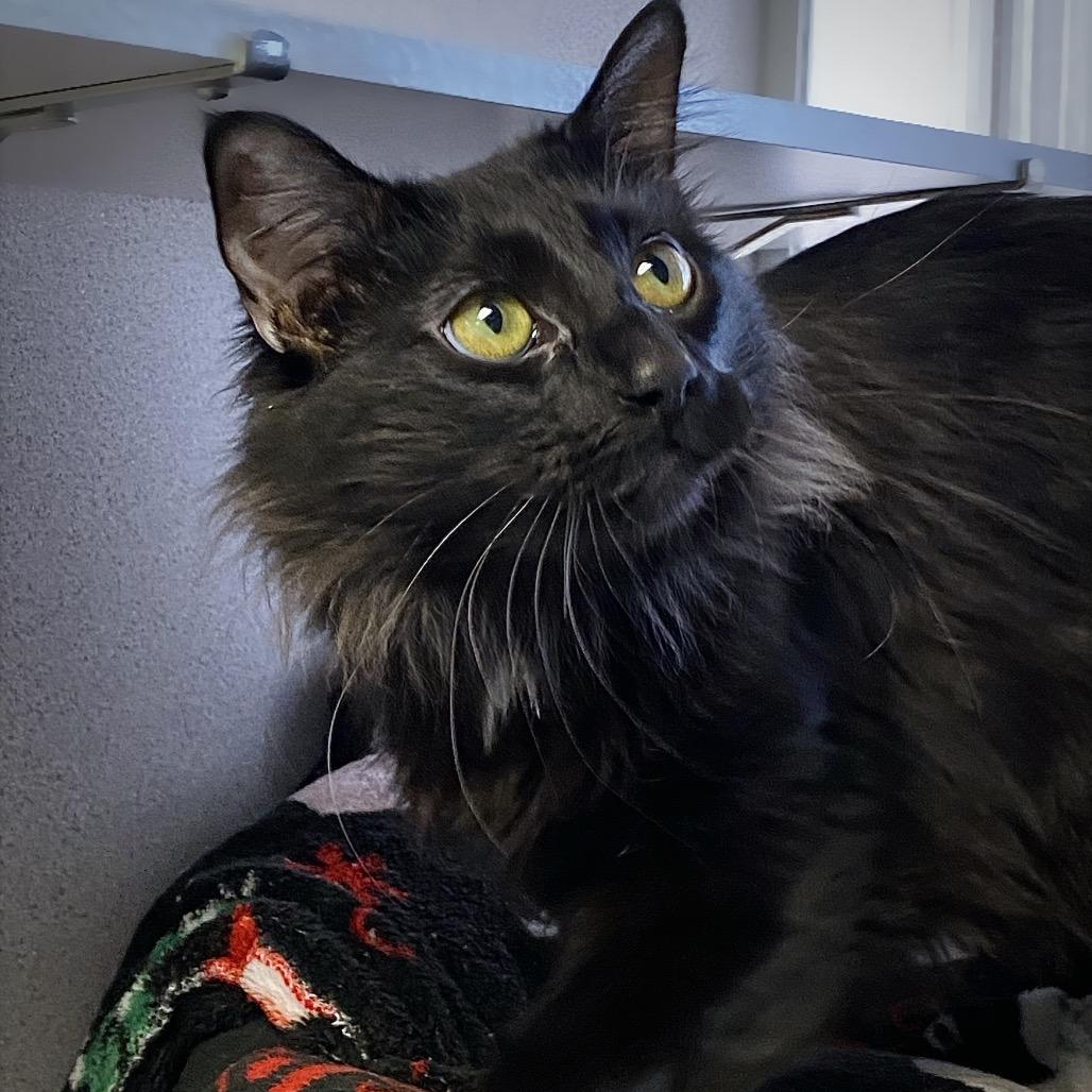 Cadence, Adoptable, Adult Female Domestic Medium Hair.