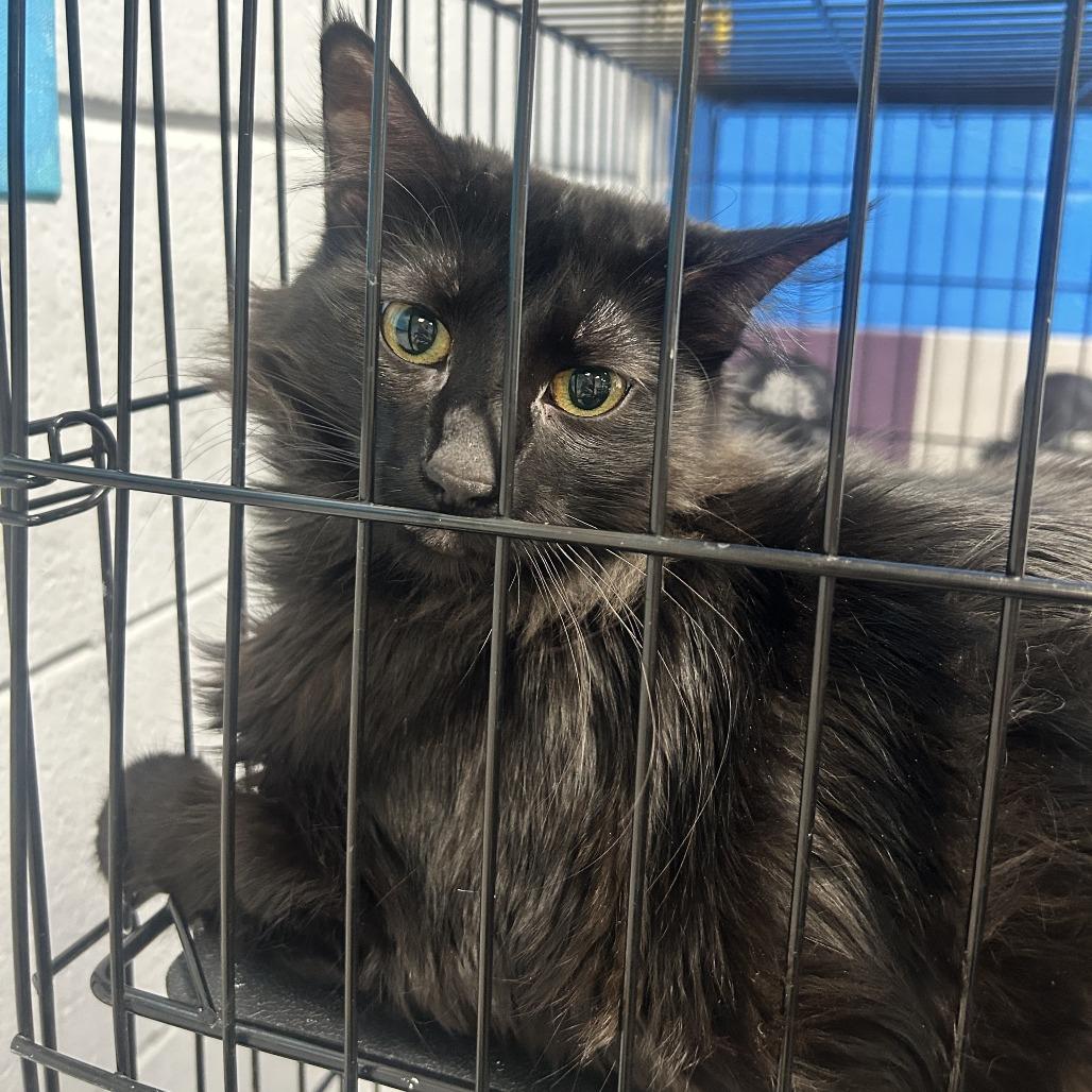 Enlarge Cadence, a Adoptable Domestic Medium Hair in Huntsville, AL image 2/2