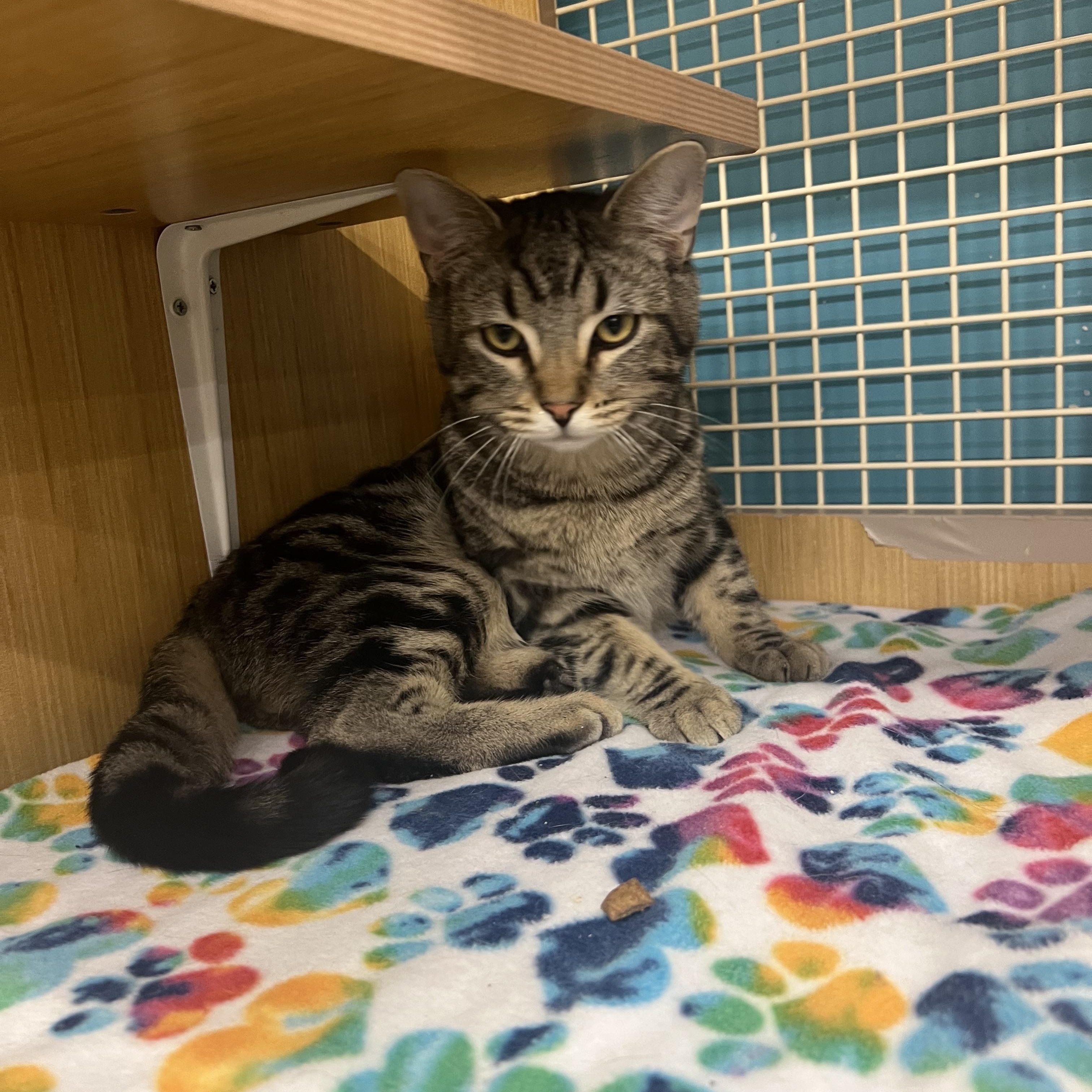 Enlarge Grover, an adopted Domestic Short Hair in Manhattan, KS image 2/2