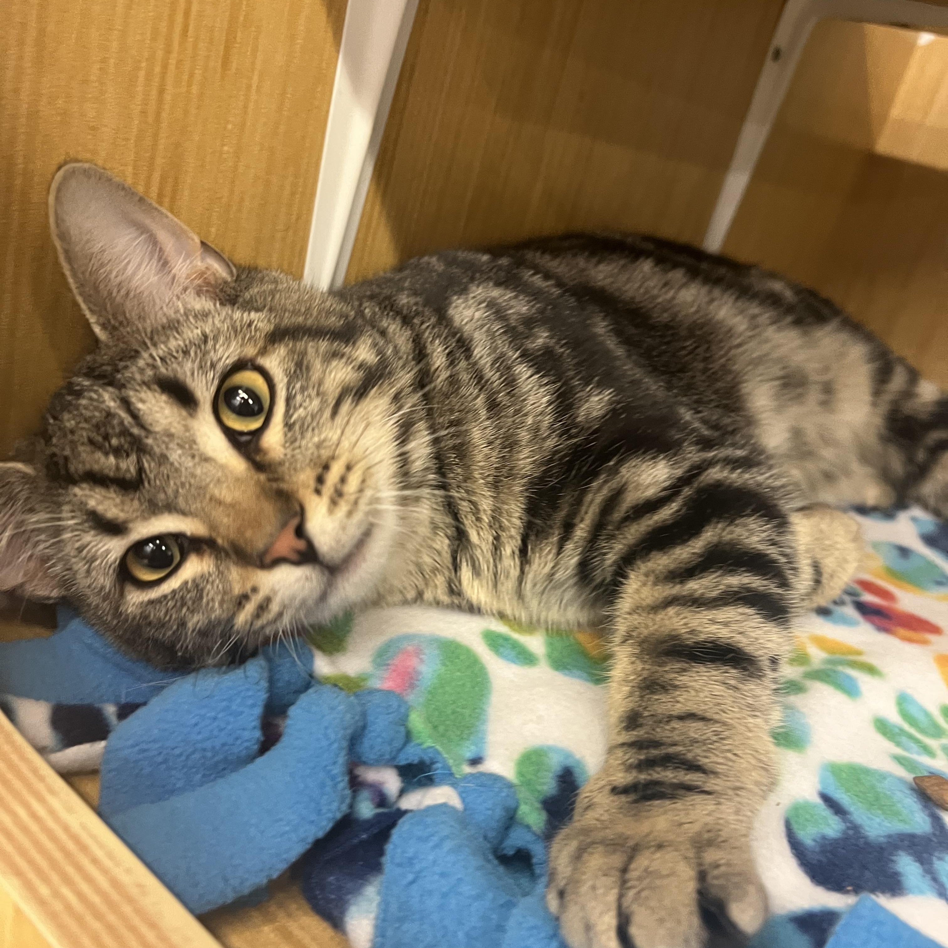 Enlarge Grover, an adopted Domestic Short Hair in Manhattan, KS image 1/2