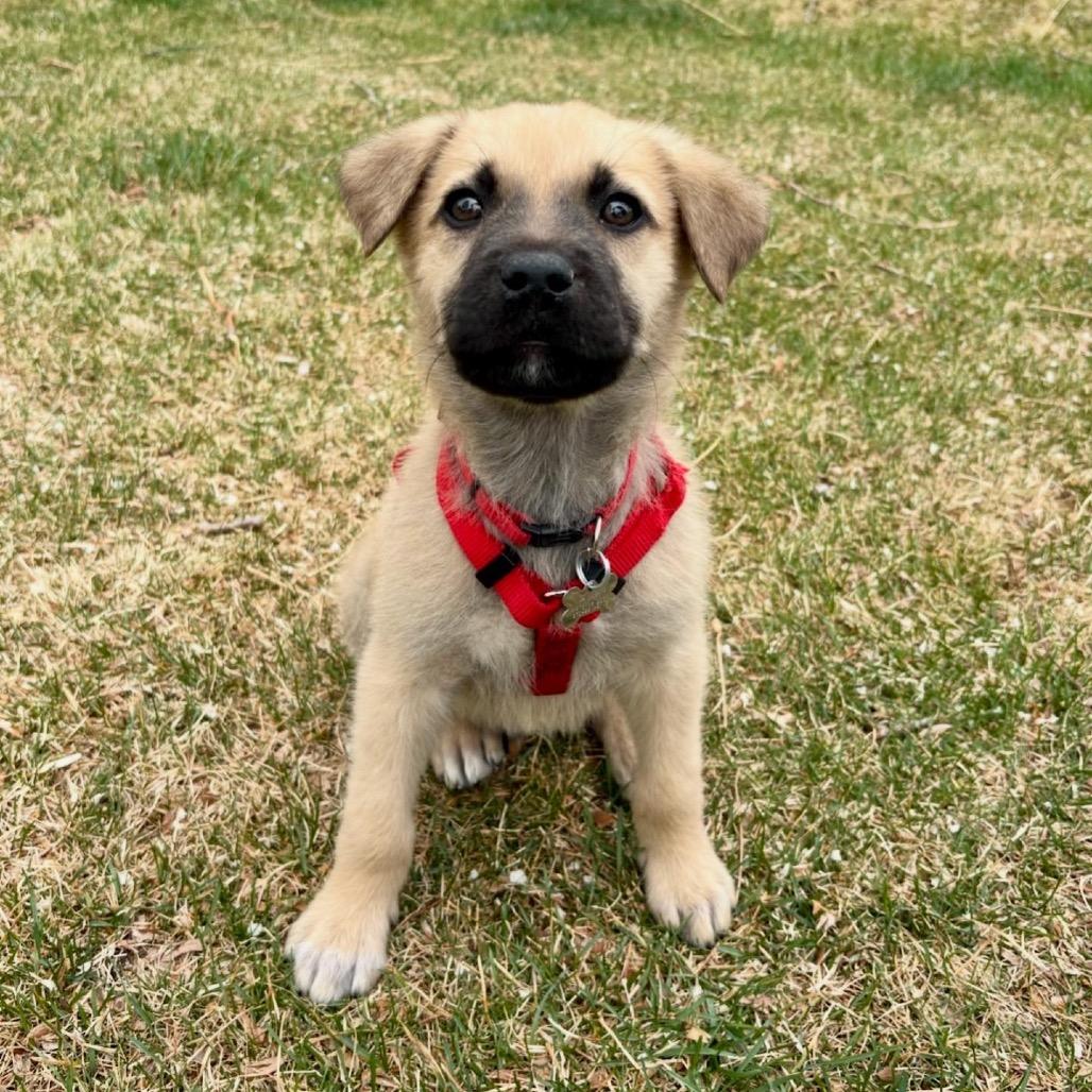 Emerald, Adoptable, Puppy Male Shepherd.