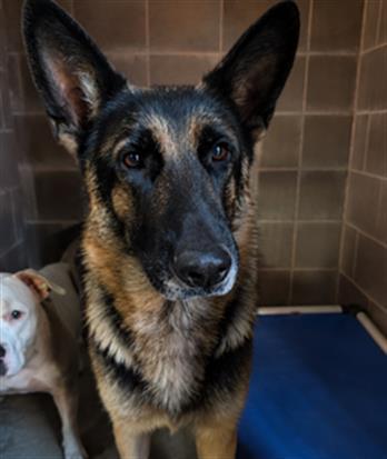 Enlarge SAMANTHA, a Adoptable German Shepherd Dog in Olivehurst, CA image 1/1