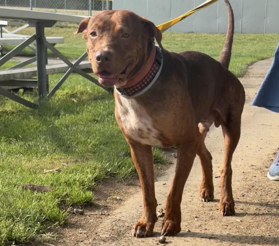 Enlarge Duffie, a Adoptable Mixed Breed in Fall river , MA image 4/6