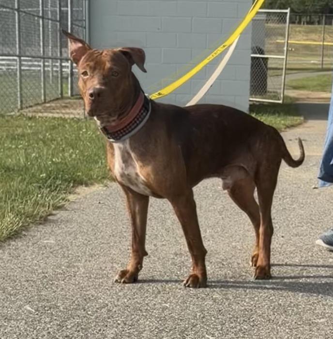 Enlarge Duffie, a Adoptable Mixed Breed in Fall river , MA image 3/6