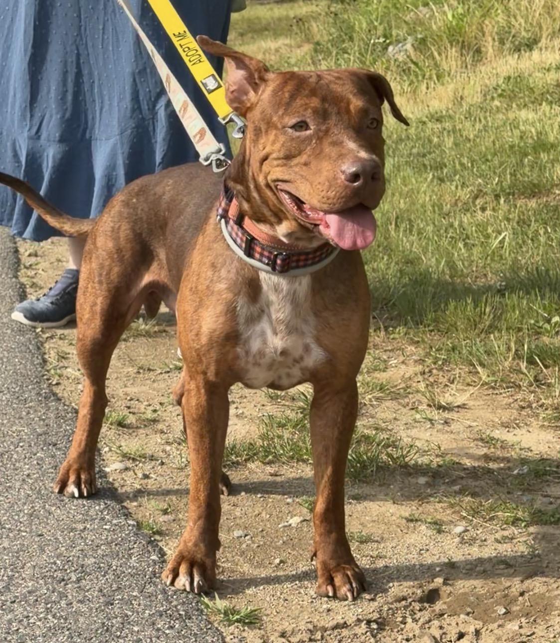 Enlarge Duffie, a Adoptable Mixed Breed in Fall river , MA image 5/6