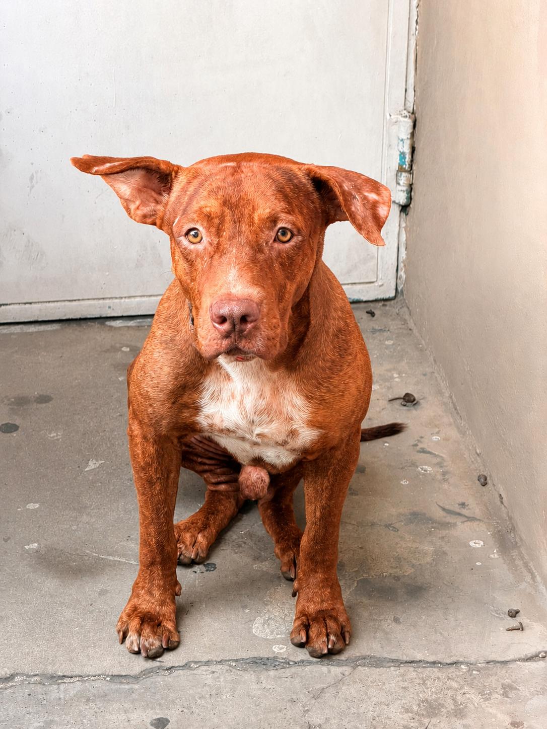 Duffie, Adoptable, Adult Male Mixed Breed.