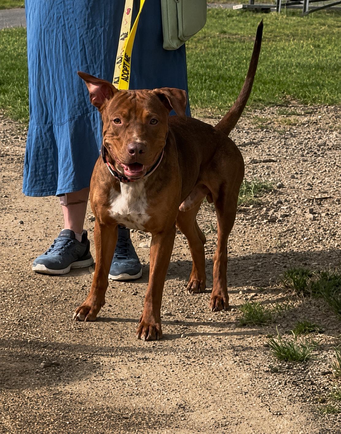 Enlarge Duffie, a Adoptable Mixed Breed in Fall river , MA image 2/6