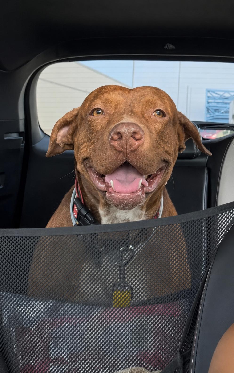 Enlarge Duffie, a Adoptable Mixed Breed in Fall river , MA image 6/6