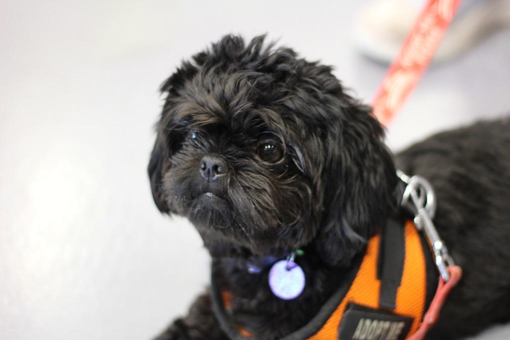 Enlarge Cappy, a Adoptable Shih Tzu in Rockford, IL image 2/4