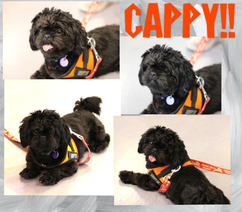 Enlarge Cappy, a Adoptable Shih Tzu in Rockford, IL image 1/4