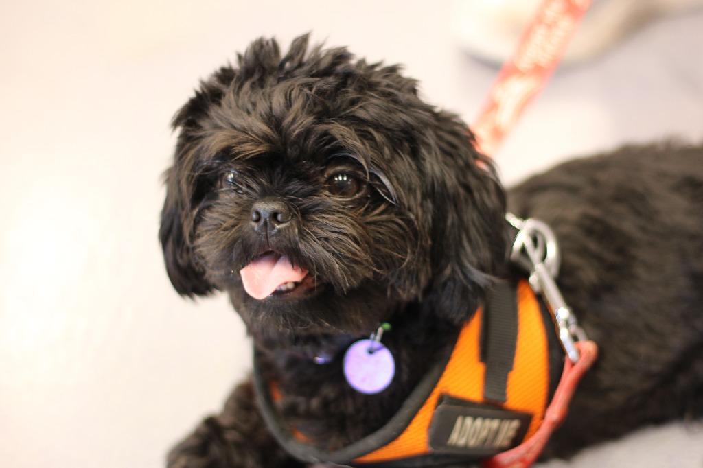 Enlarge Cappy, a Adoptable Shih Tzu in Rockford, IL image 3/4