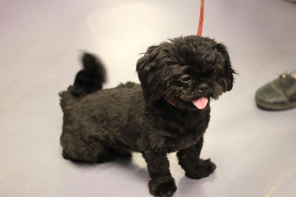 Enlarge Cappy, a Adoptable Shih Tzu in Rockford, IL image 4/4
