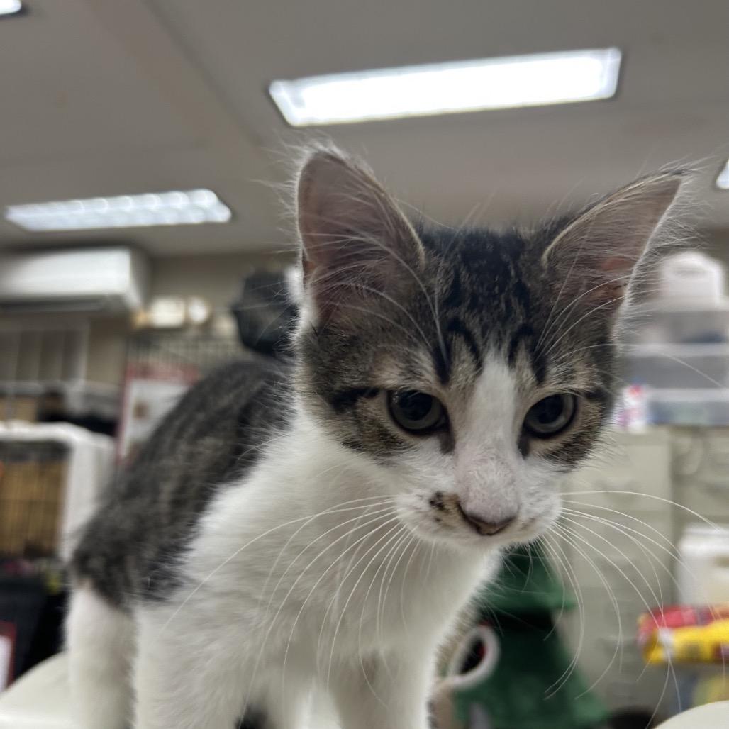 Bitsy, Adoptable, Kitten Female Domestic Long Hair.