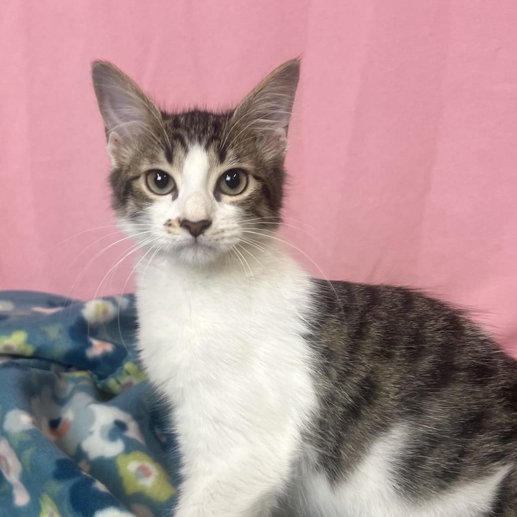 Enlarge Bitsy, a Adoptable Domestic Long Hair in Hattiesburg, MS image 2/3