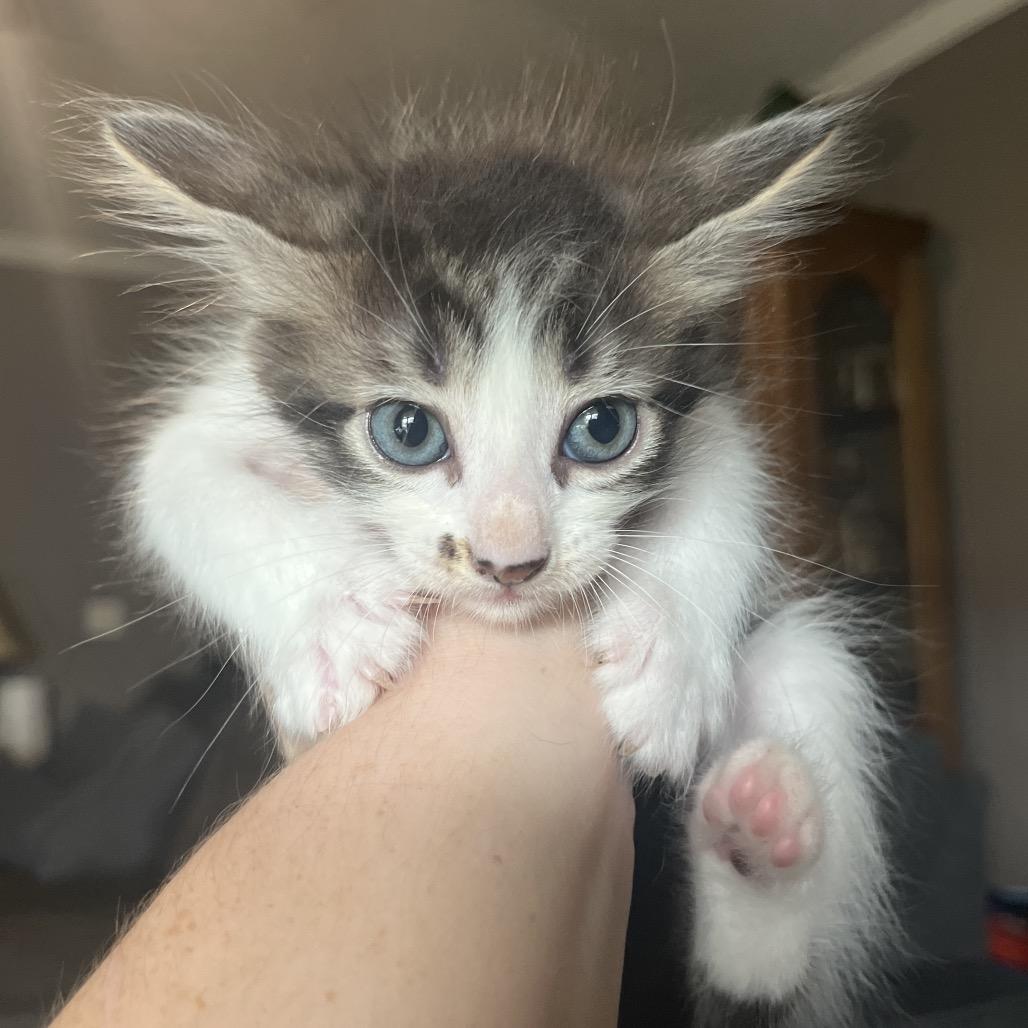 Enlarge Bitsy, a Adoptable Domestic Long Hair in Hattiesburg, MS image 3/3