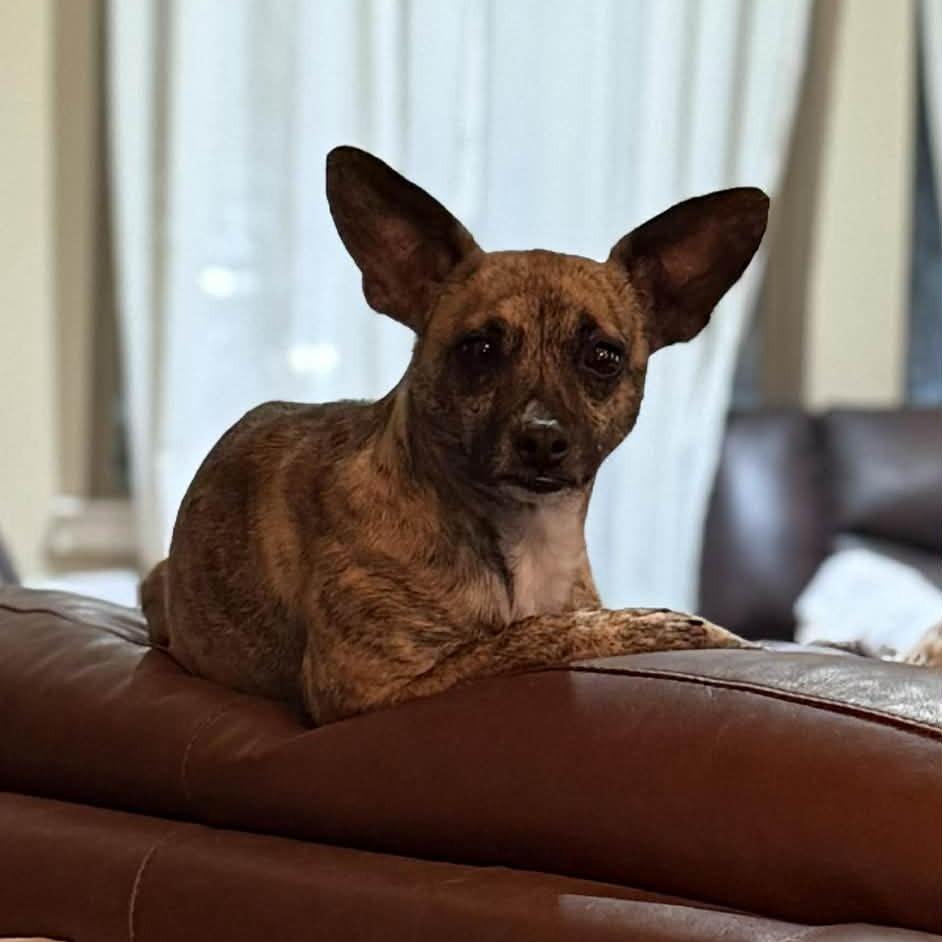 Temu, a Adoptable Chihuahua in Katy, TX image 1/3