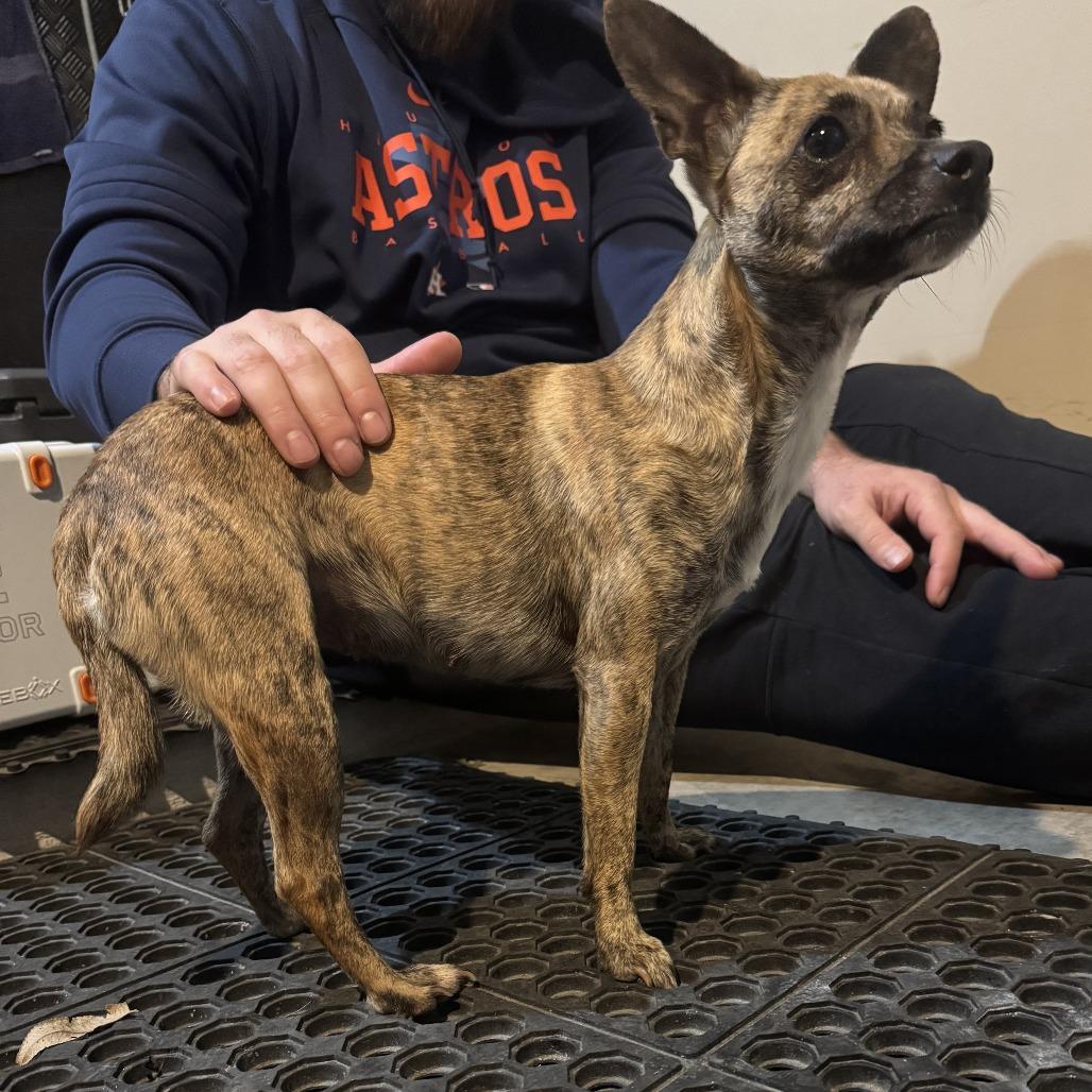 Temu, a Adoptable Chihuahua in Katy, TX image 2/3